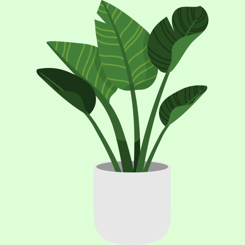 Plant illustration