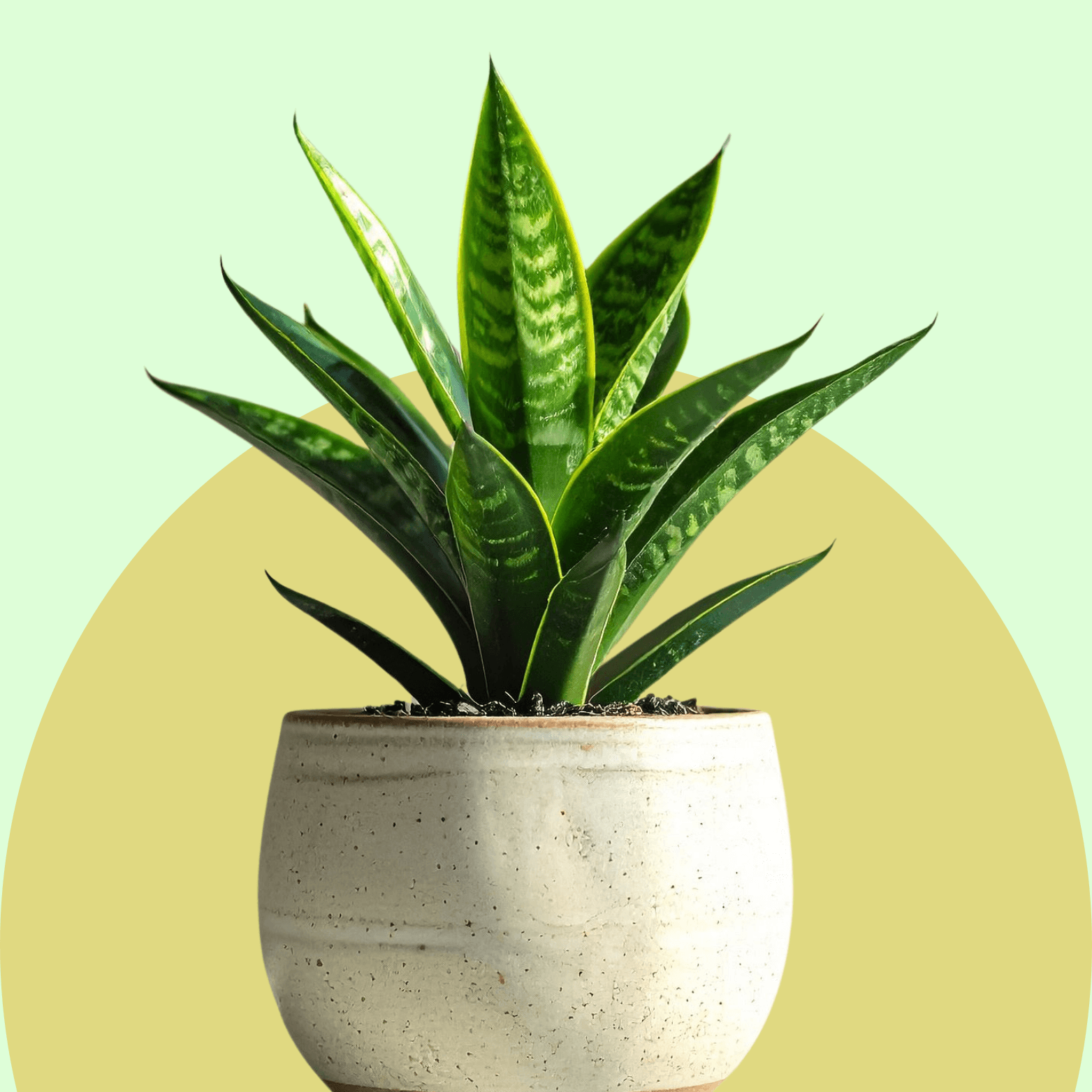 Air Purifying Plants