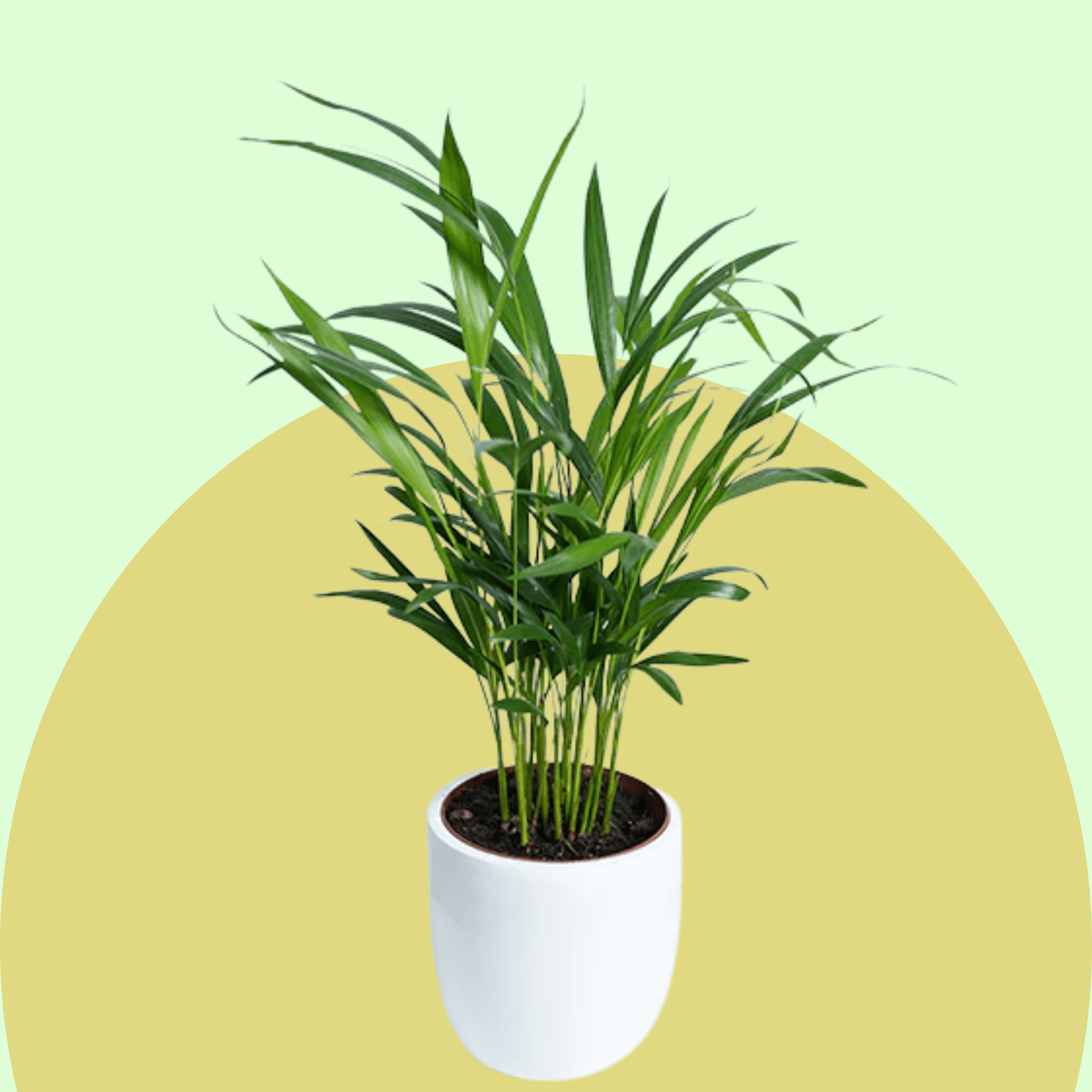 Areca Palm
