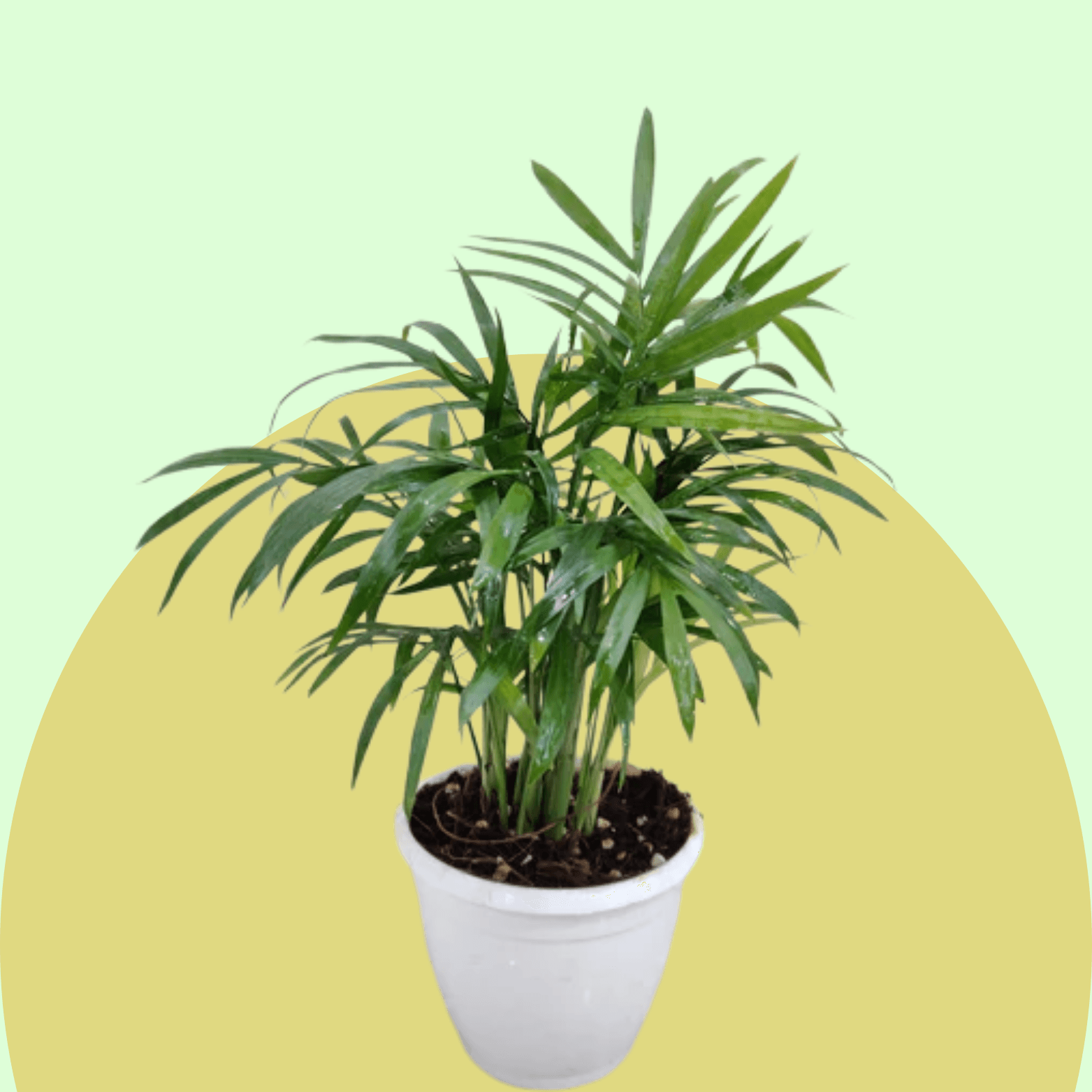 Bamboo Palm