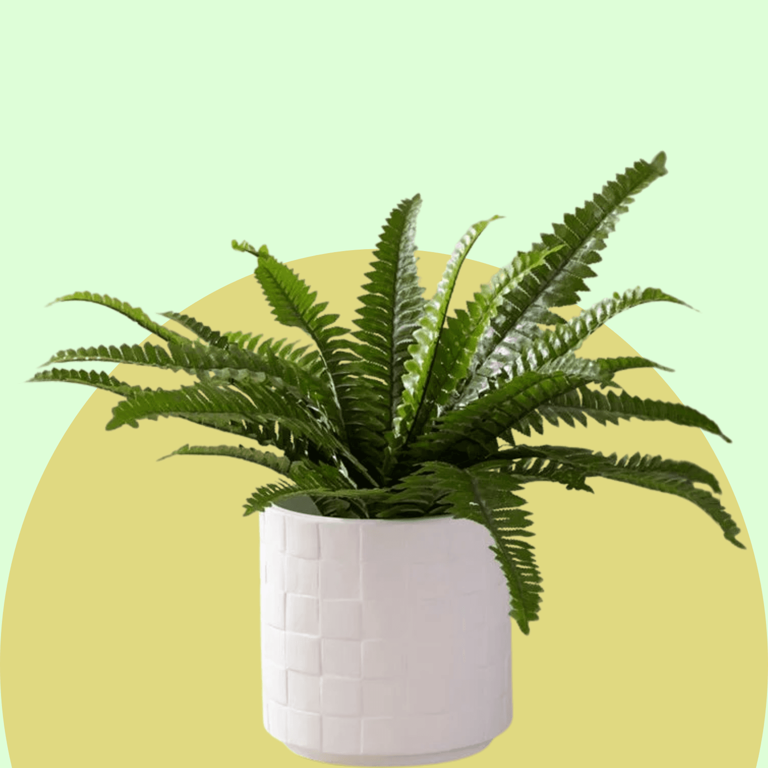 Boston Fern