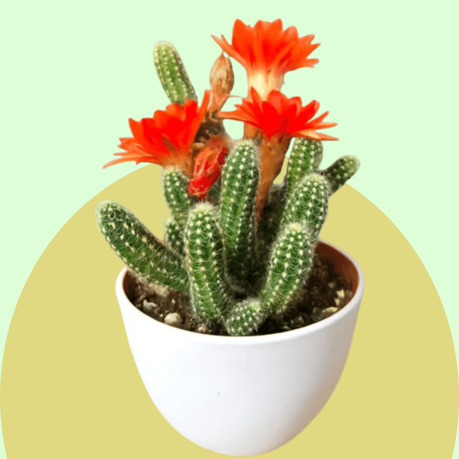 Cactus