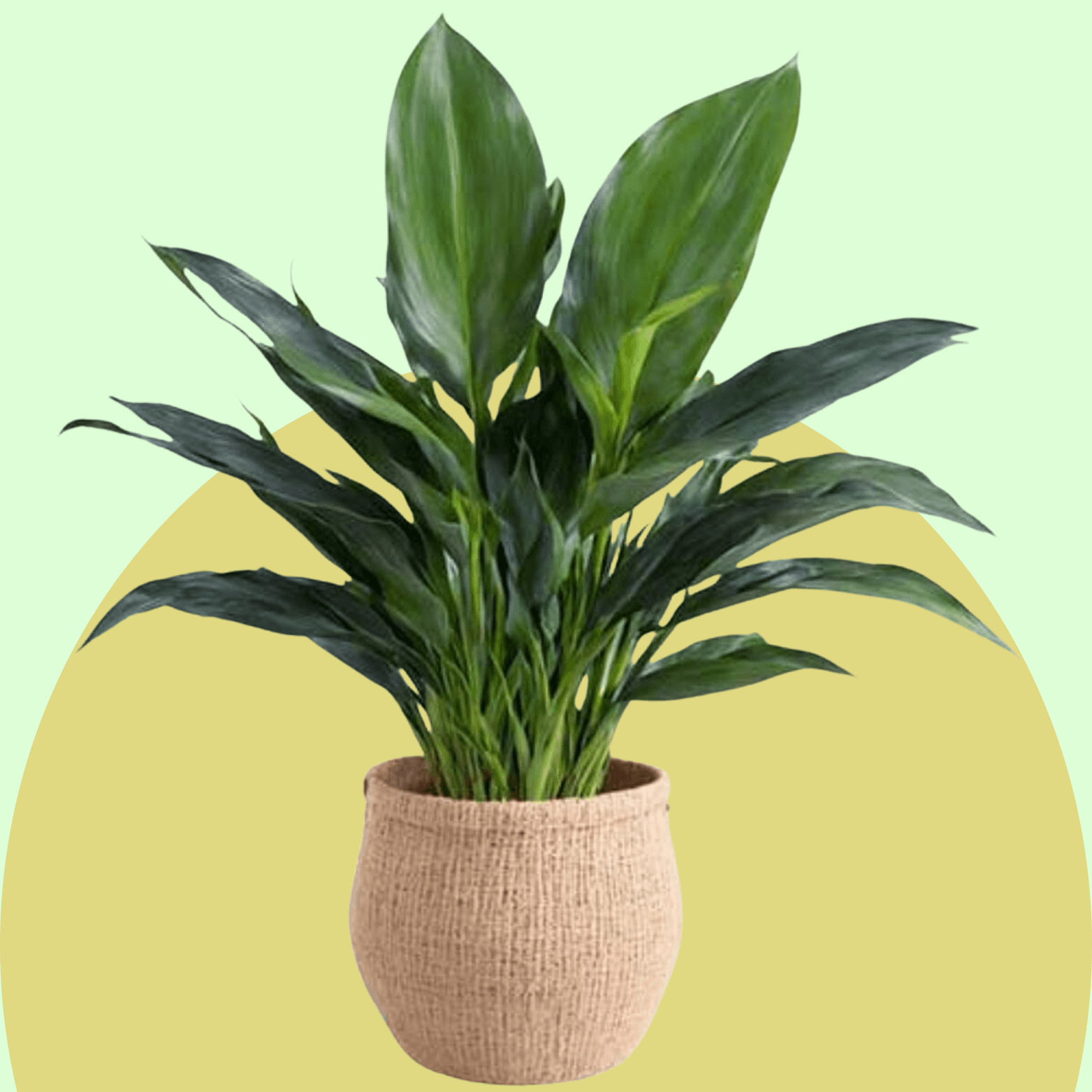Cast-Iron Plant