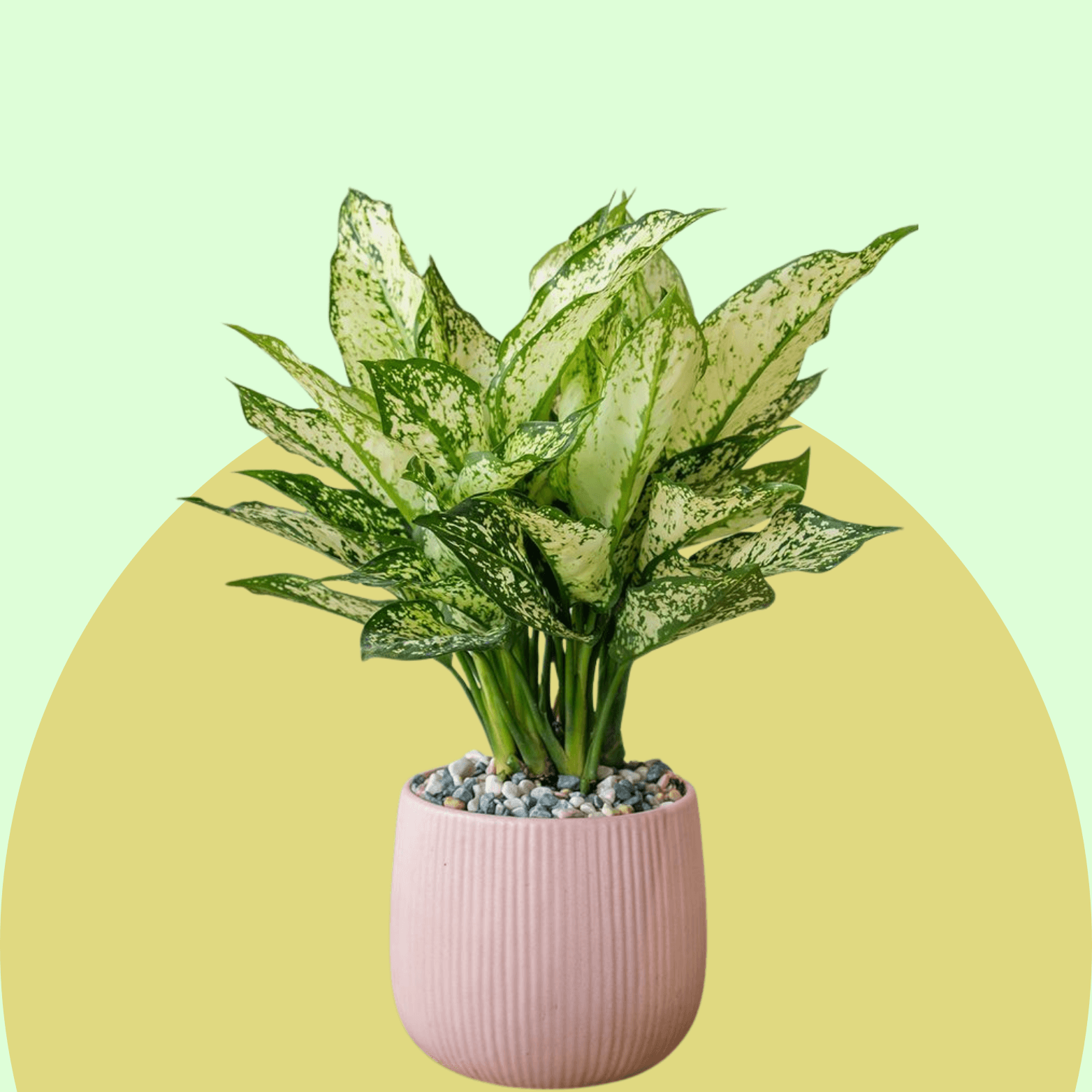 Chinese Evergreen