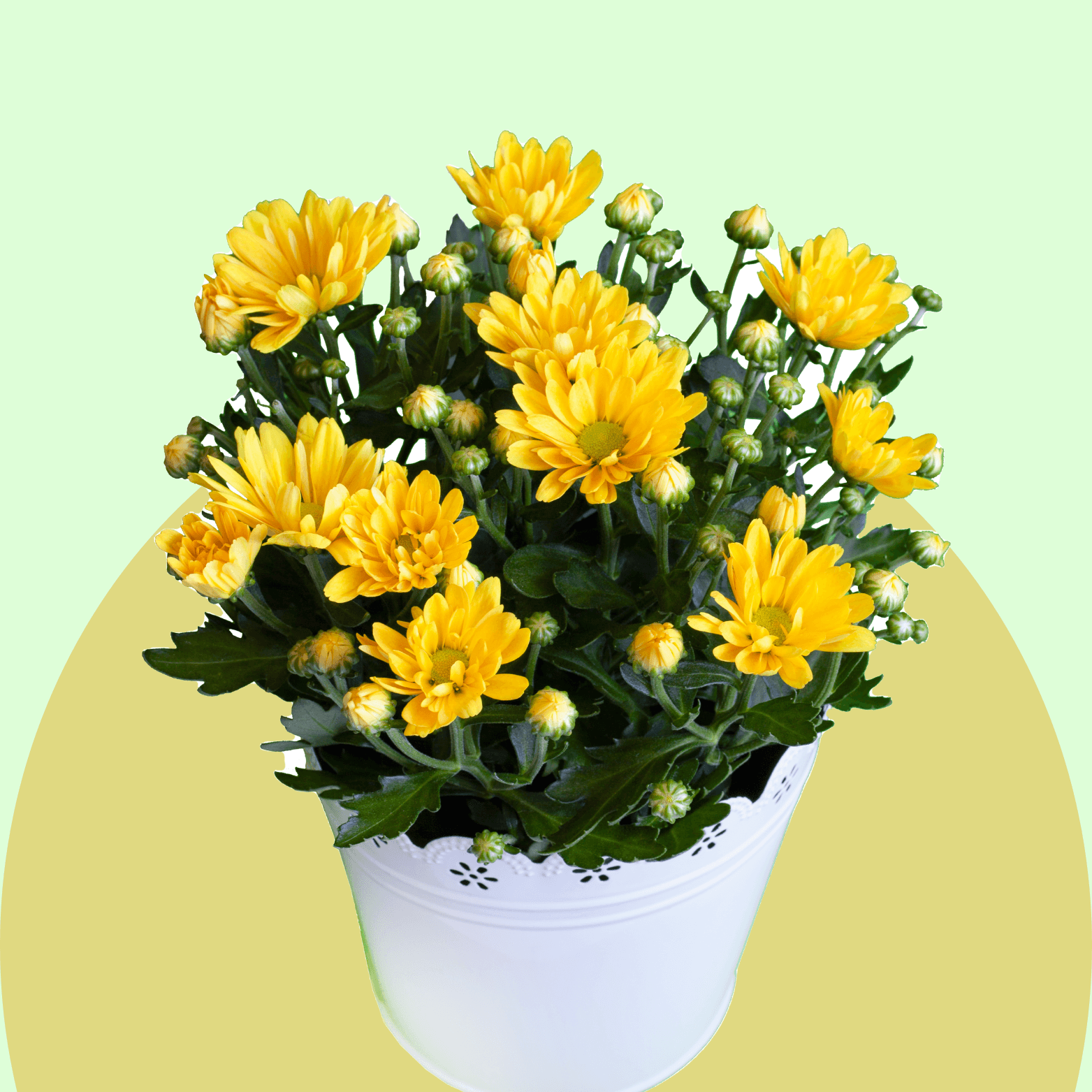 Chrysanthemum