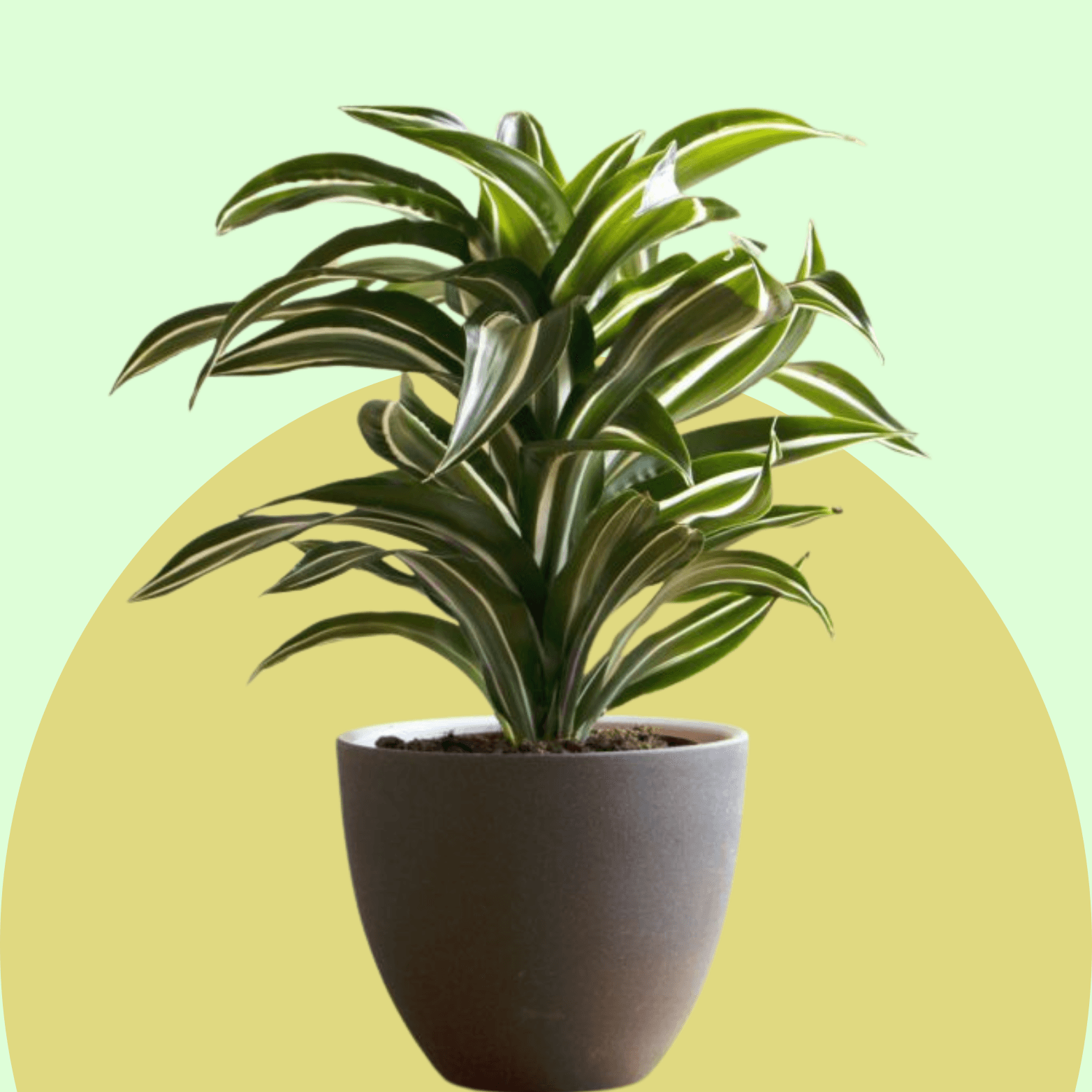 Dracaena