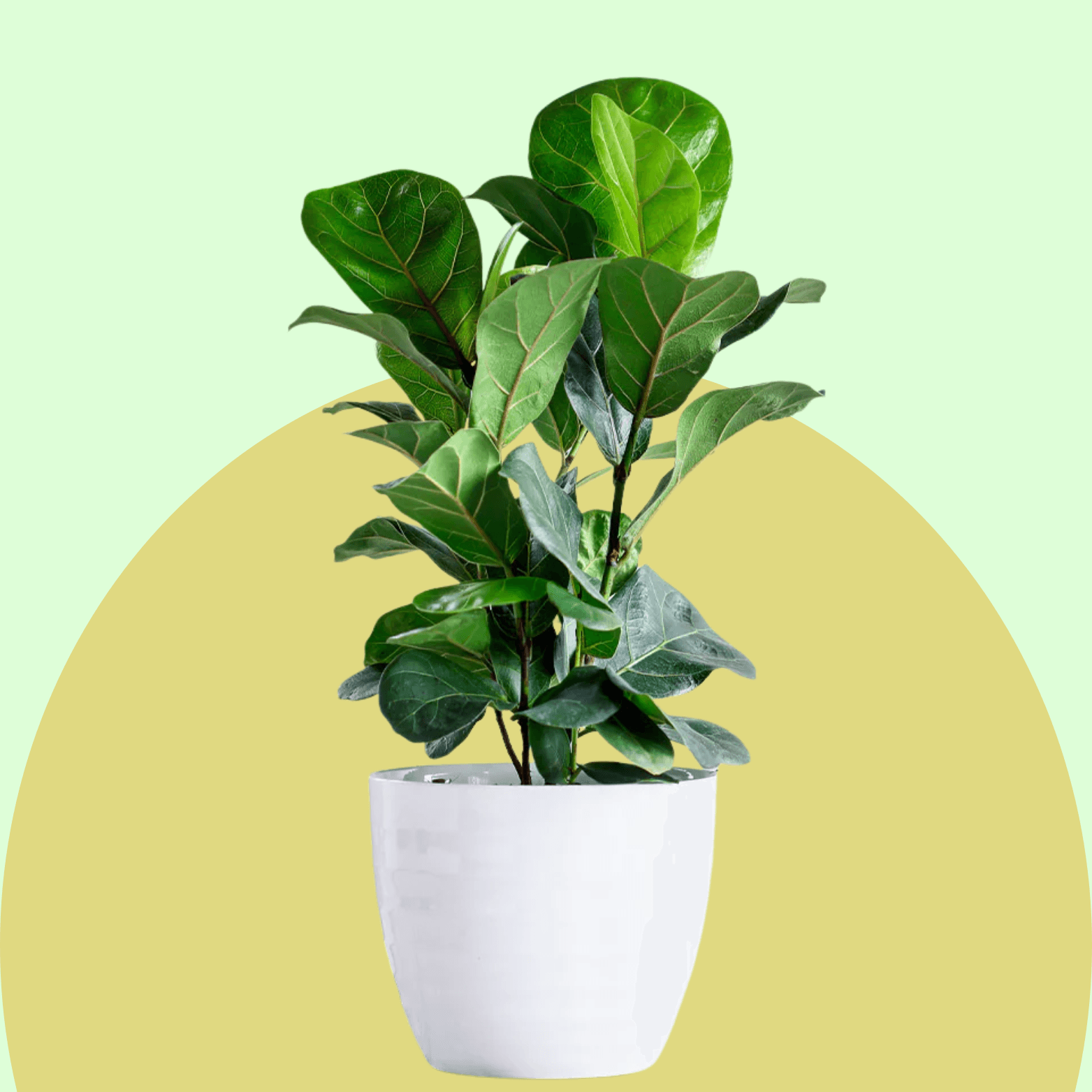 Fiddle Leaf Fig