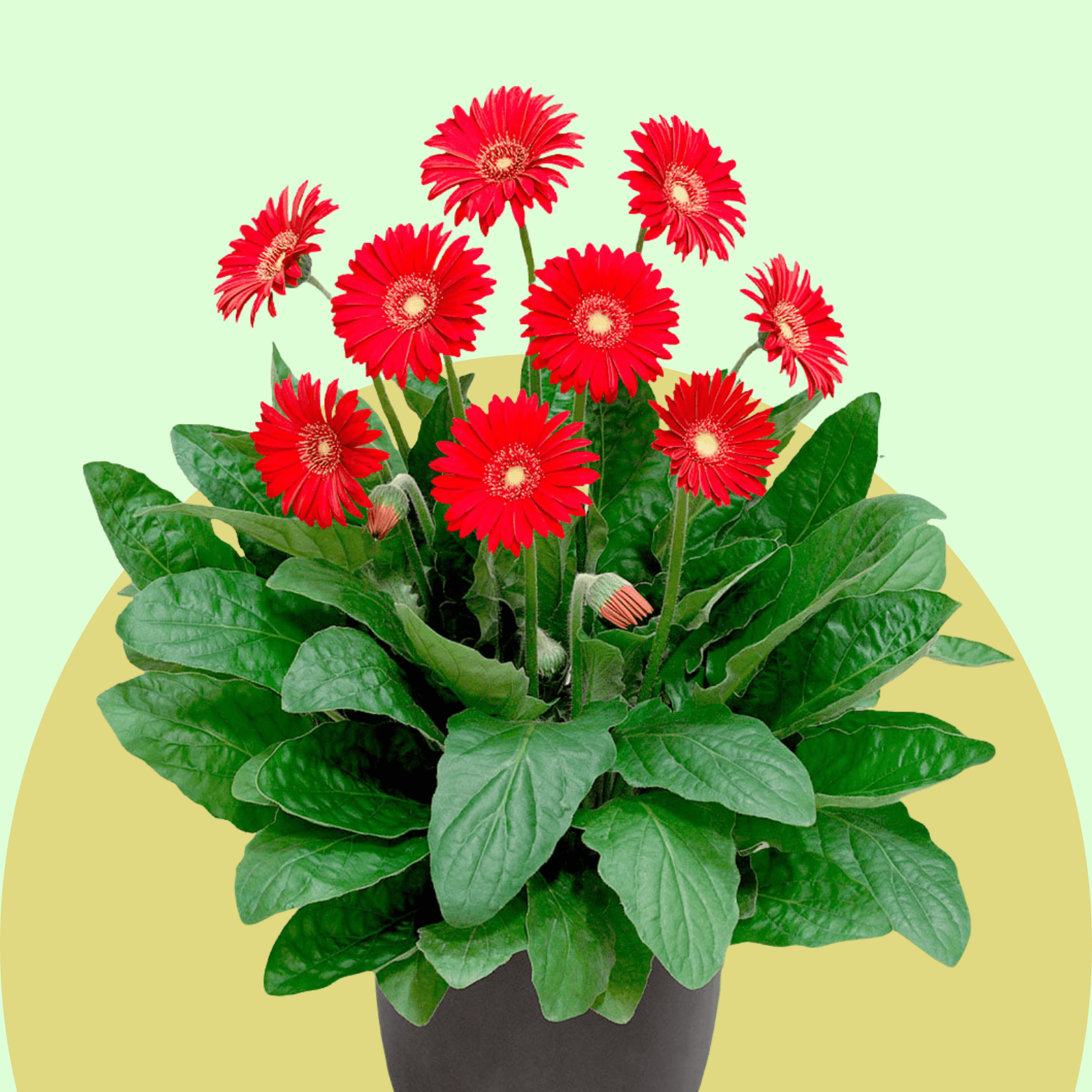 Gerbera