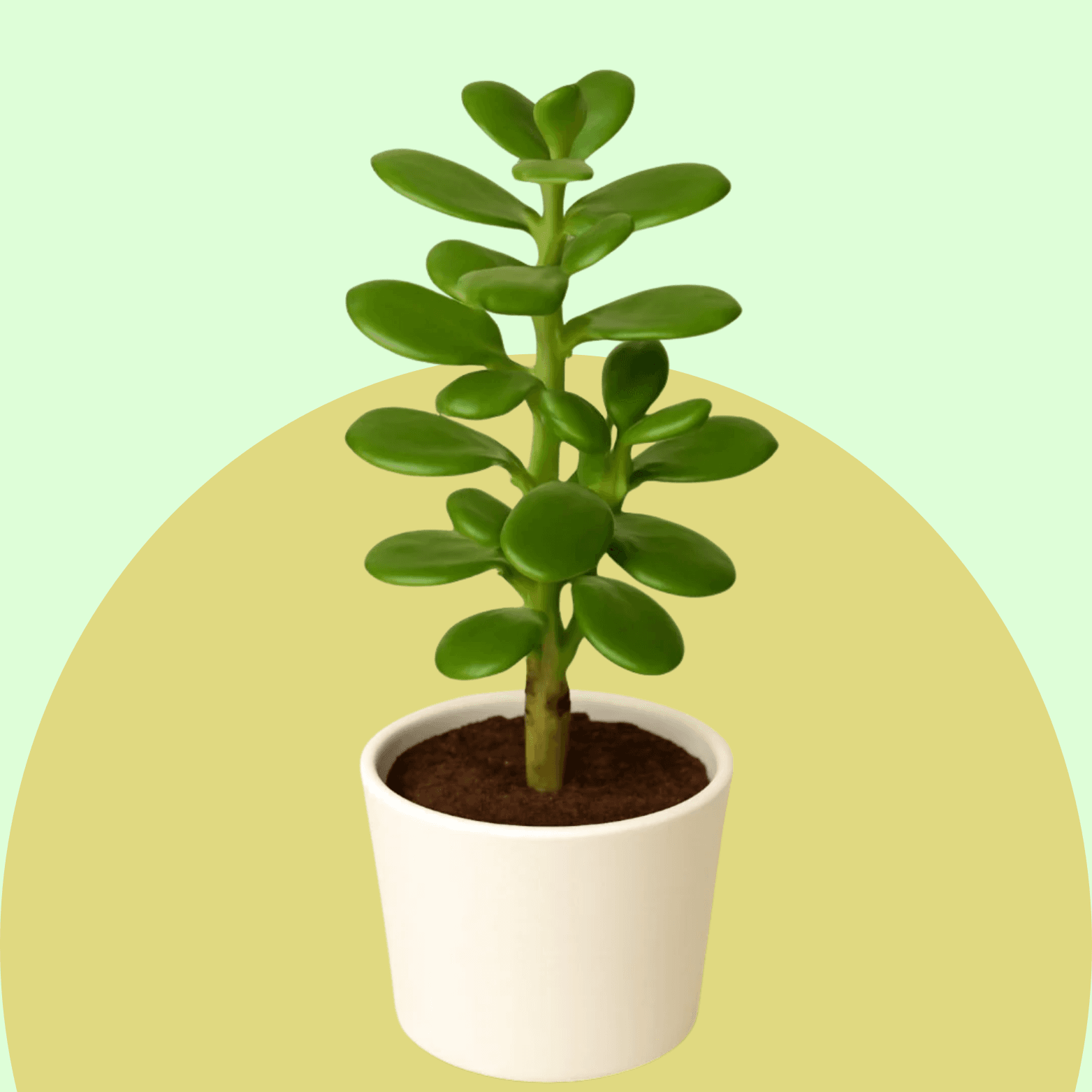 Jade Plant