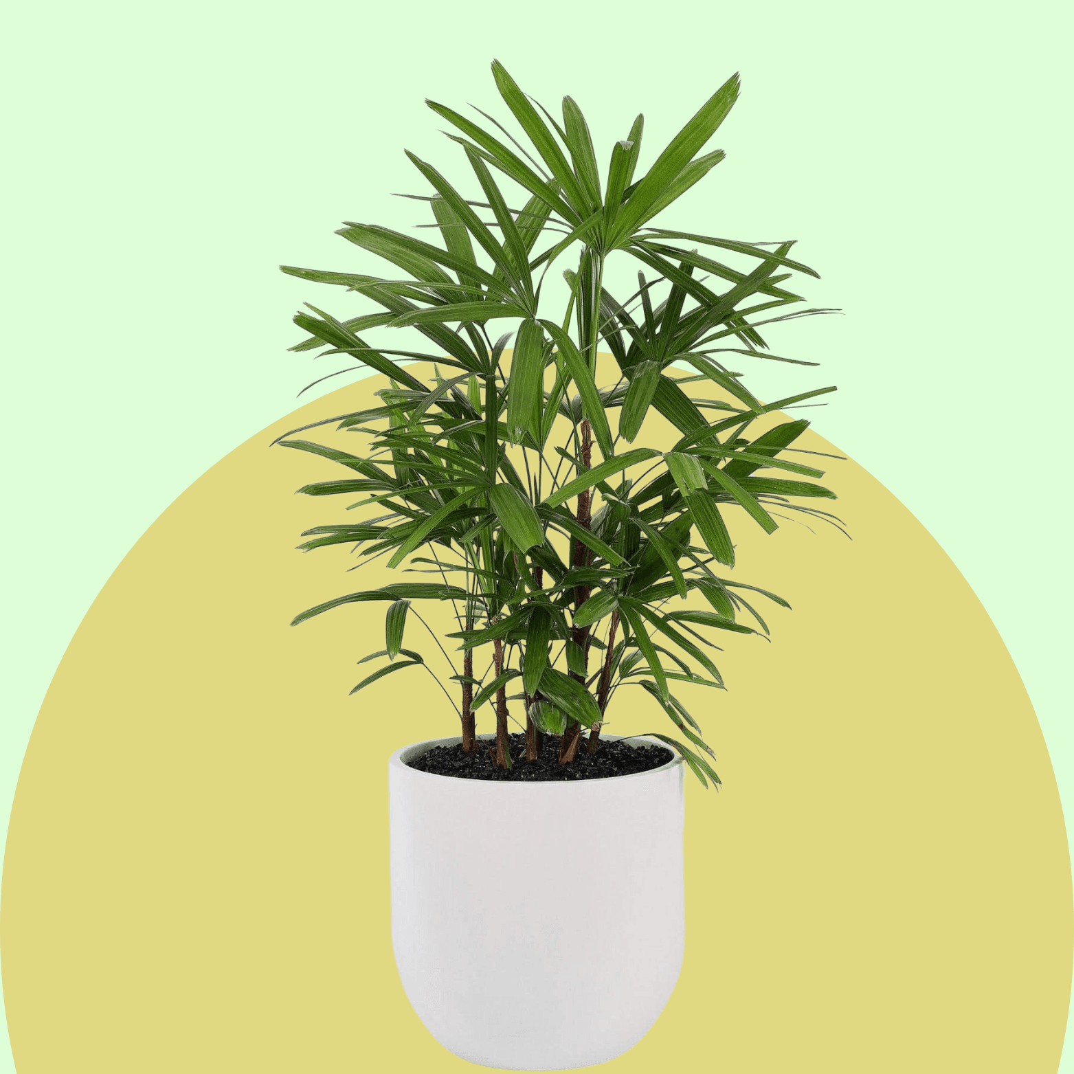 Lady Palm