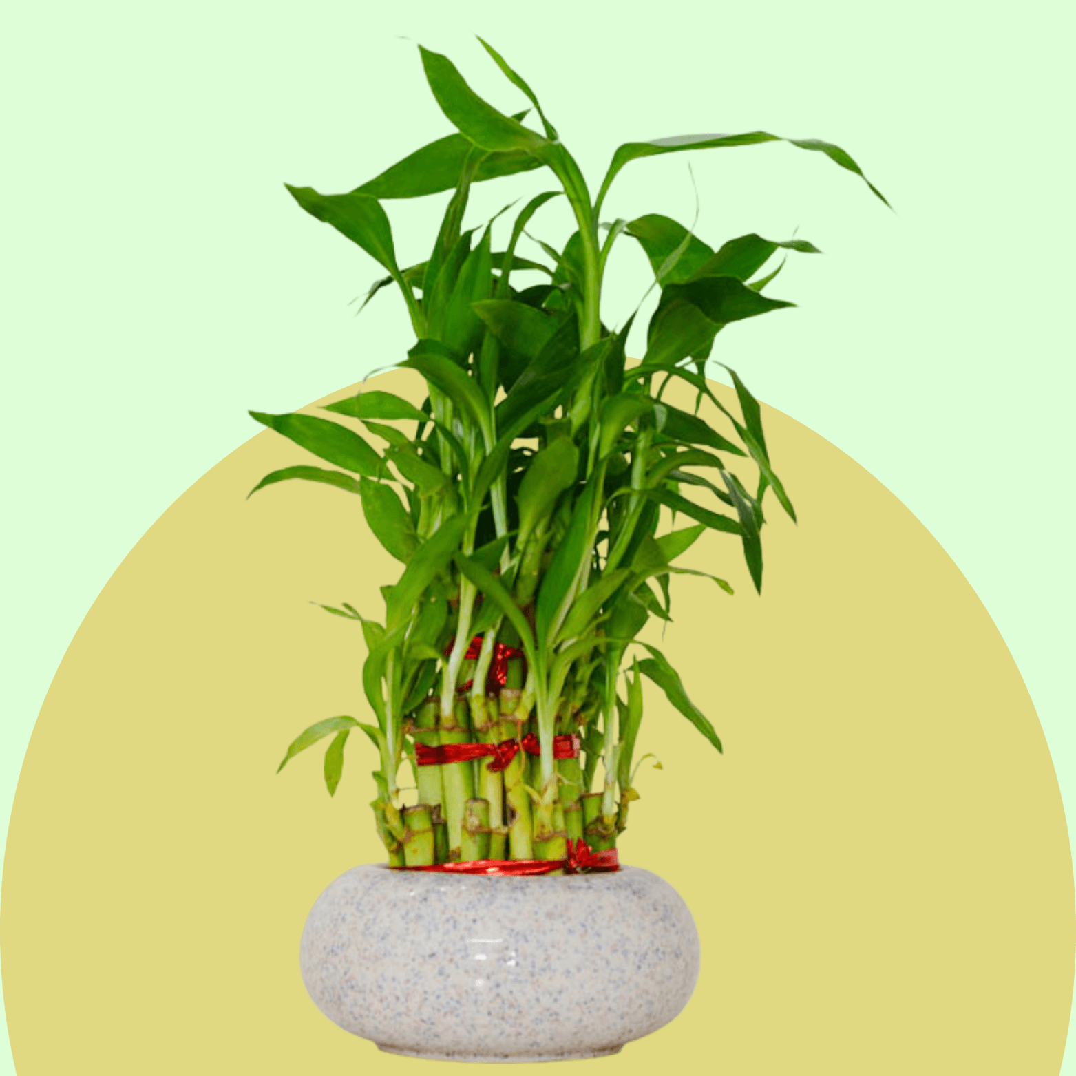 Lucky Bamboo