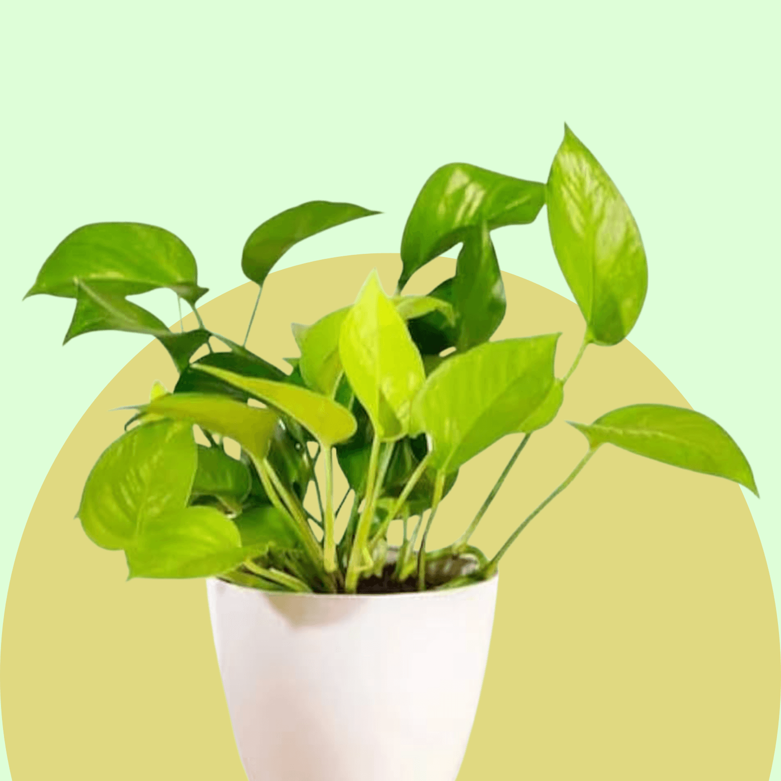 Money Plant Succulent