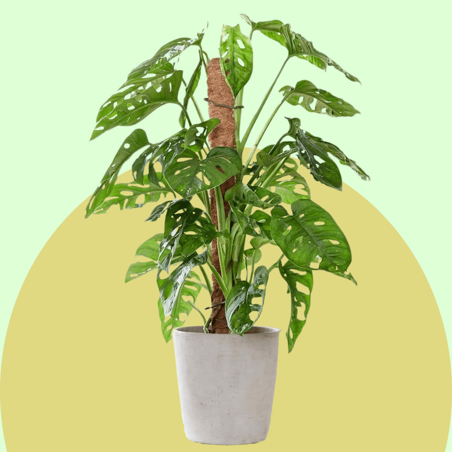 Monstera