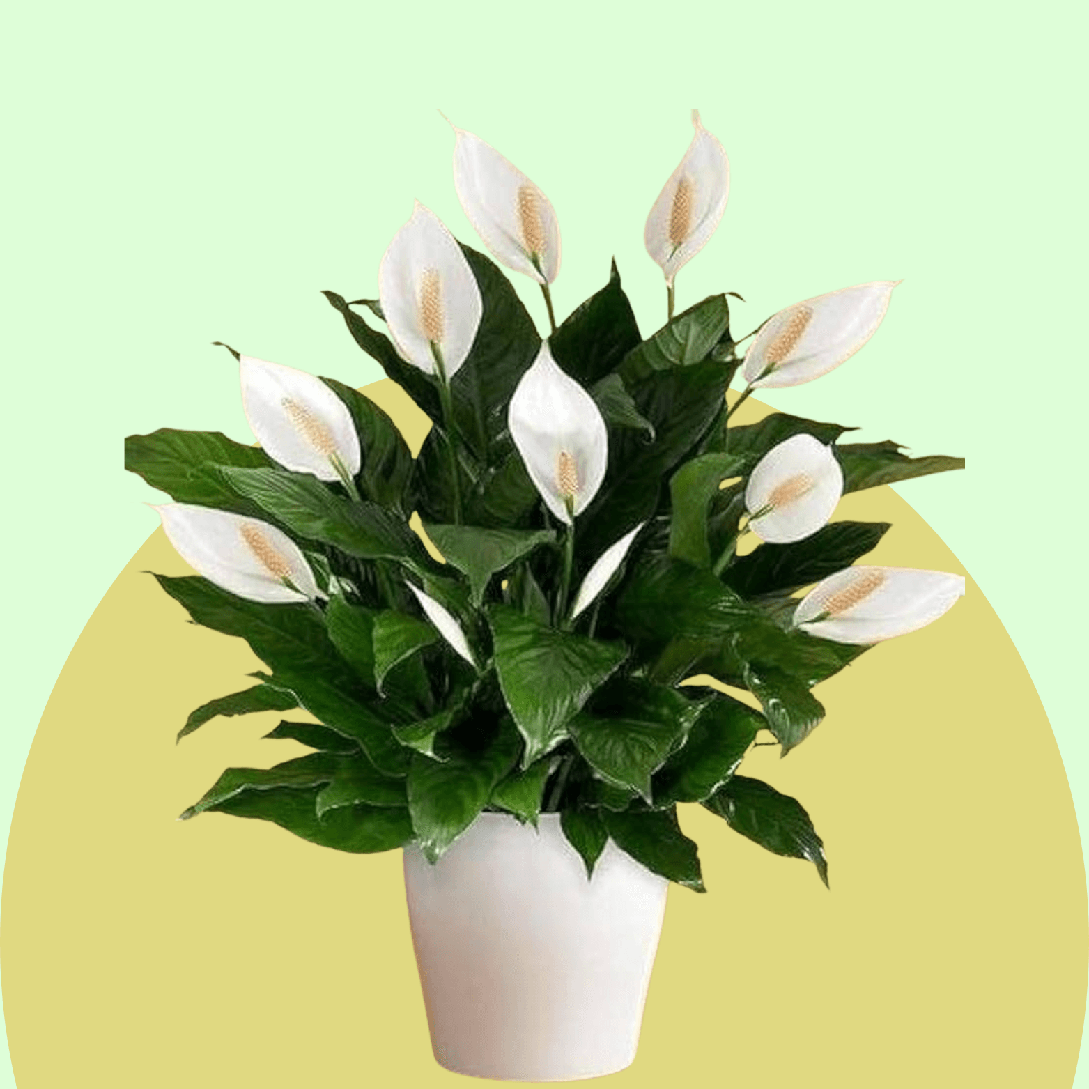 Peace Lily