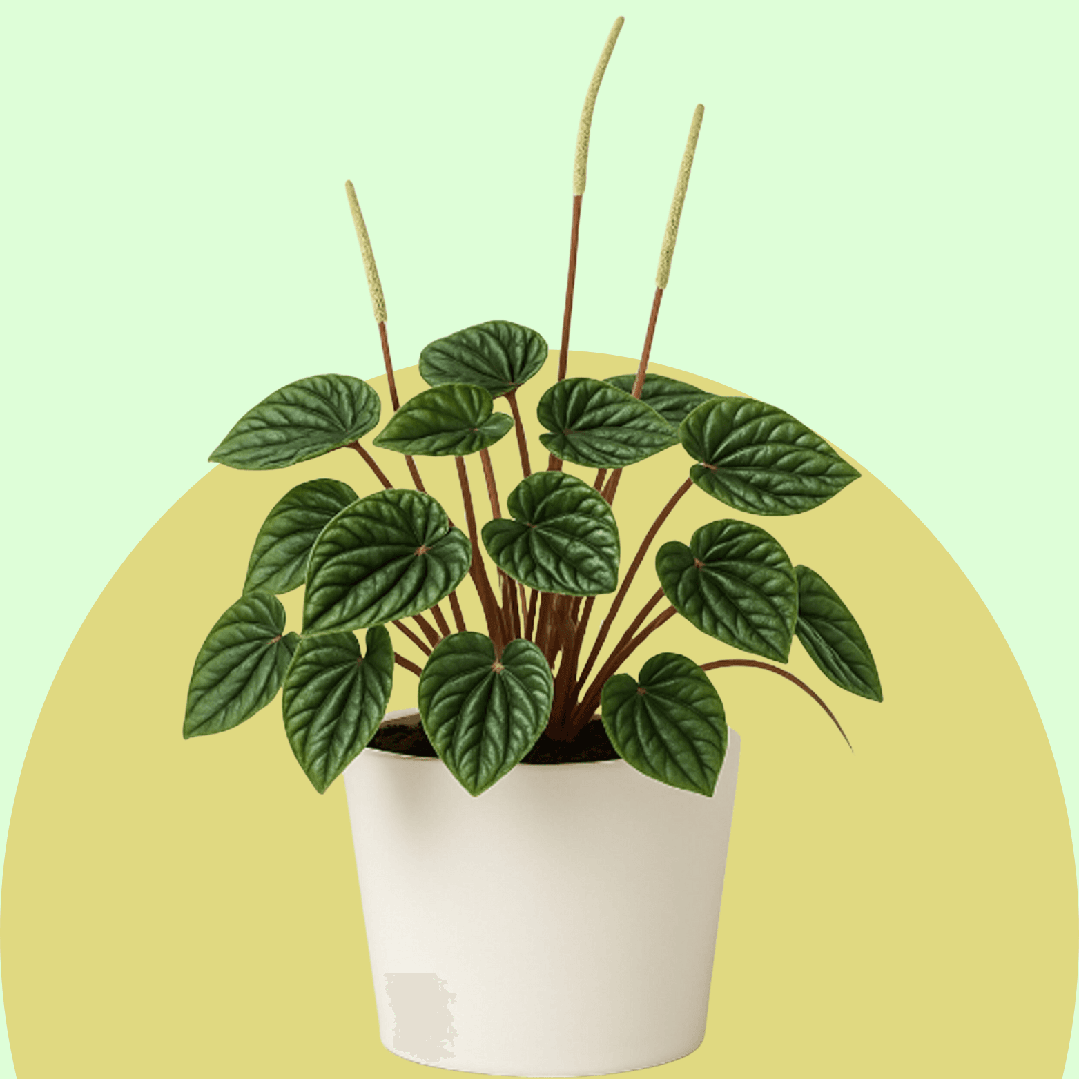 Peperomia
