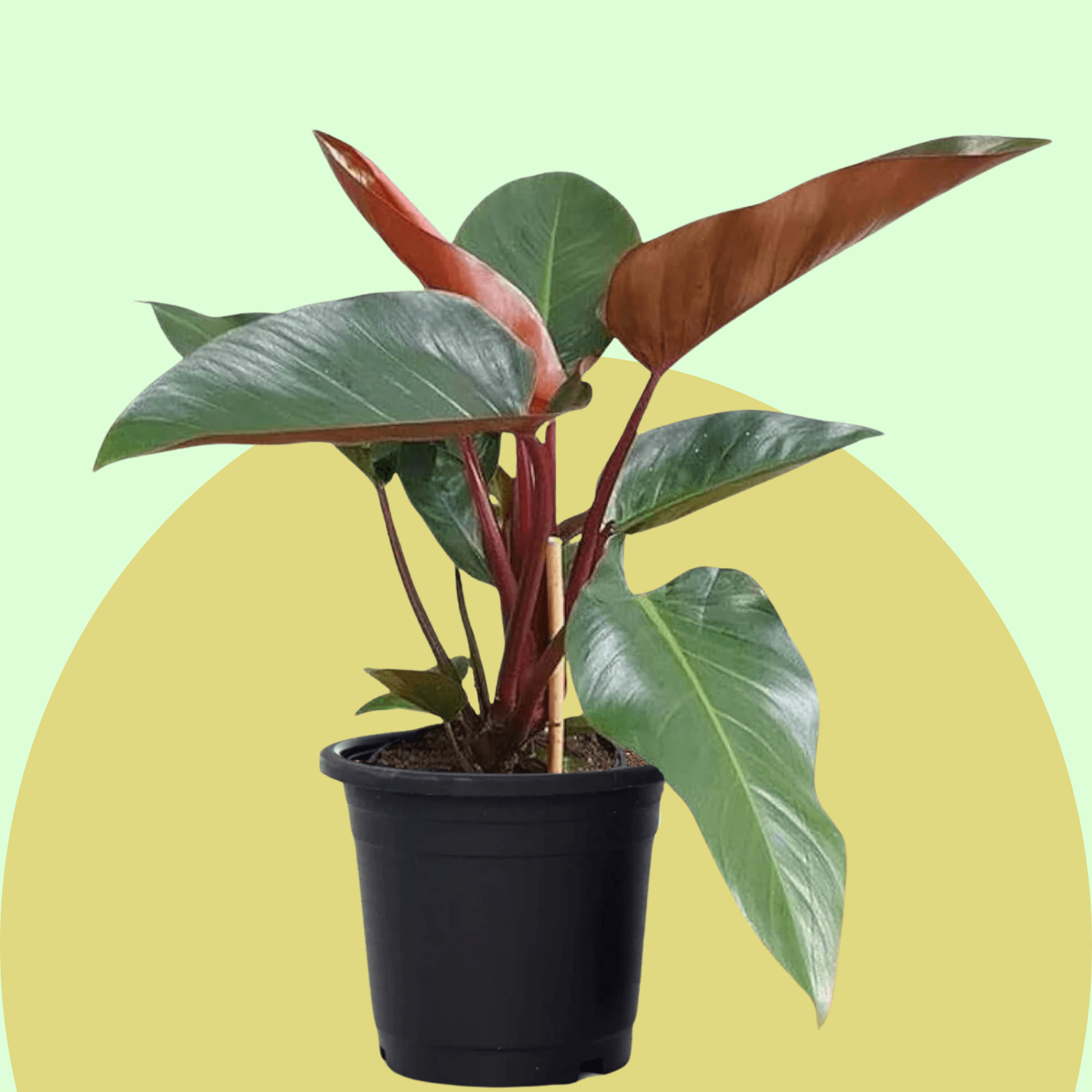 Philodendron