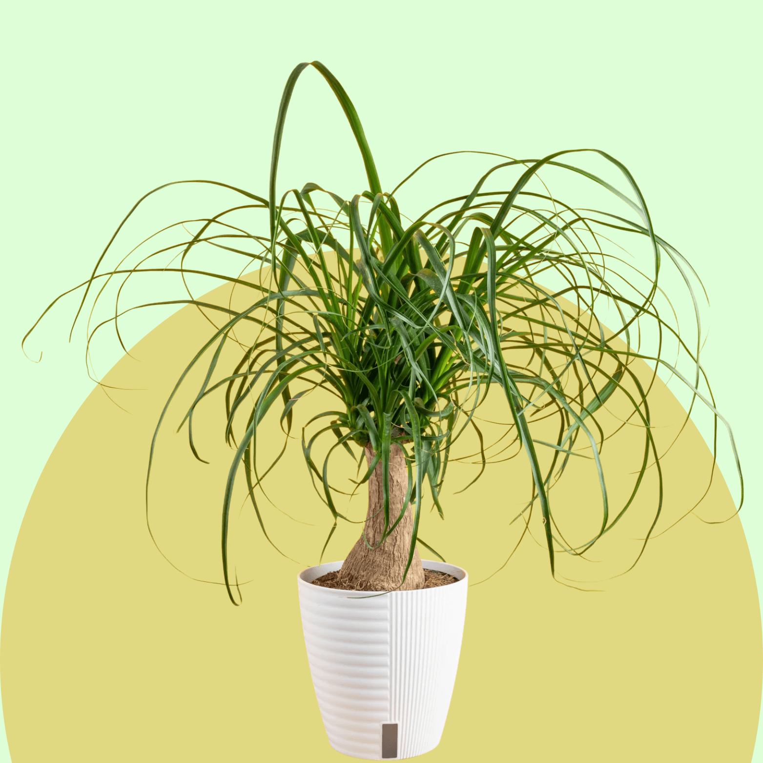 Ponytail Palm