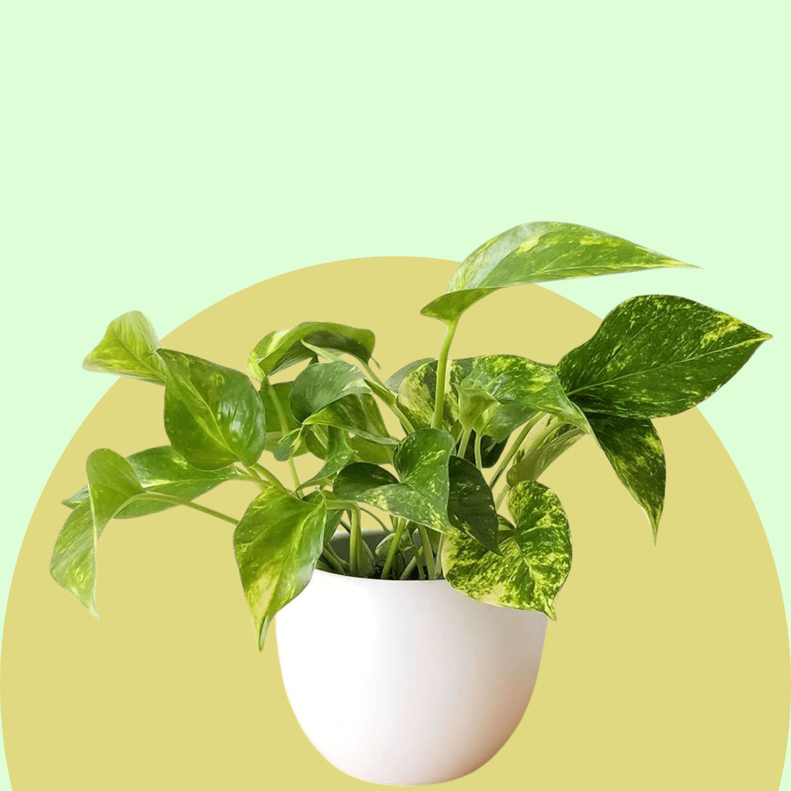 Pothos