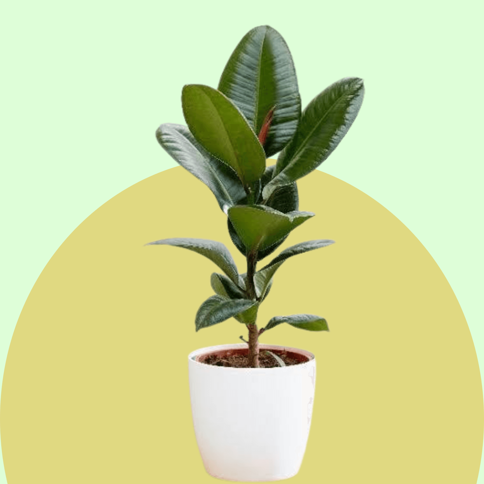 Rubber Plant