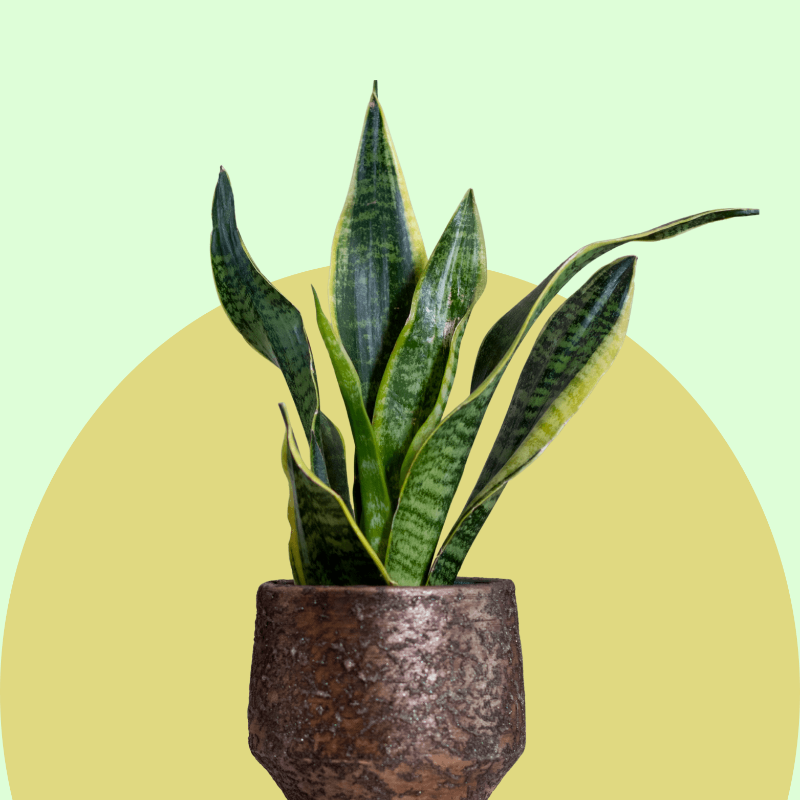 Snake Plant