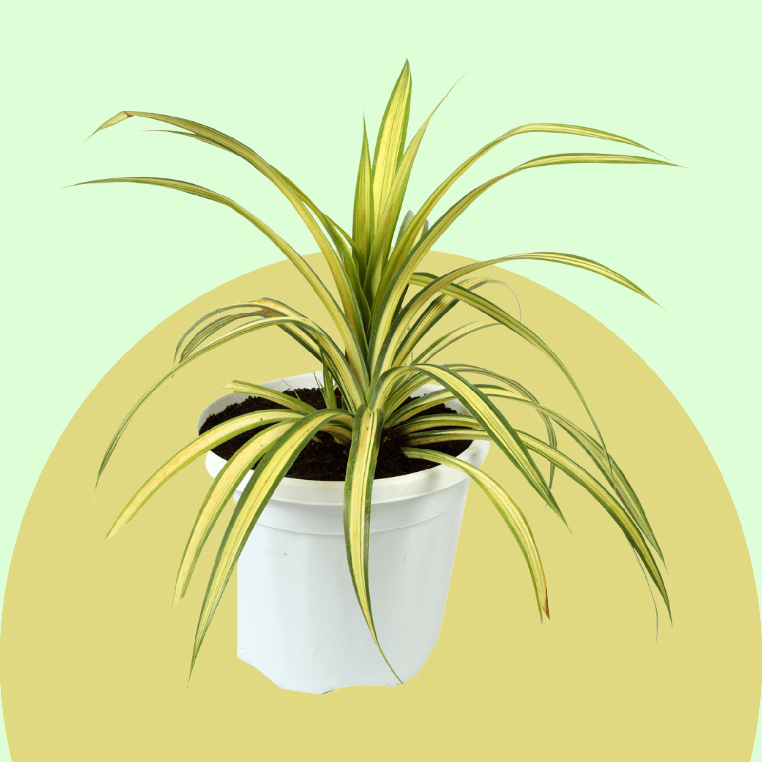 Spider Plant