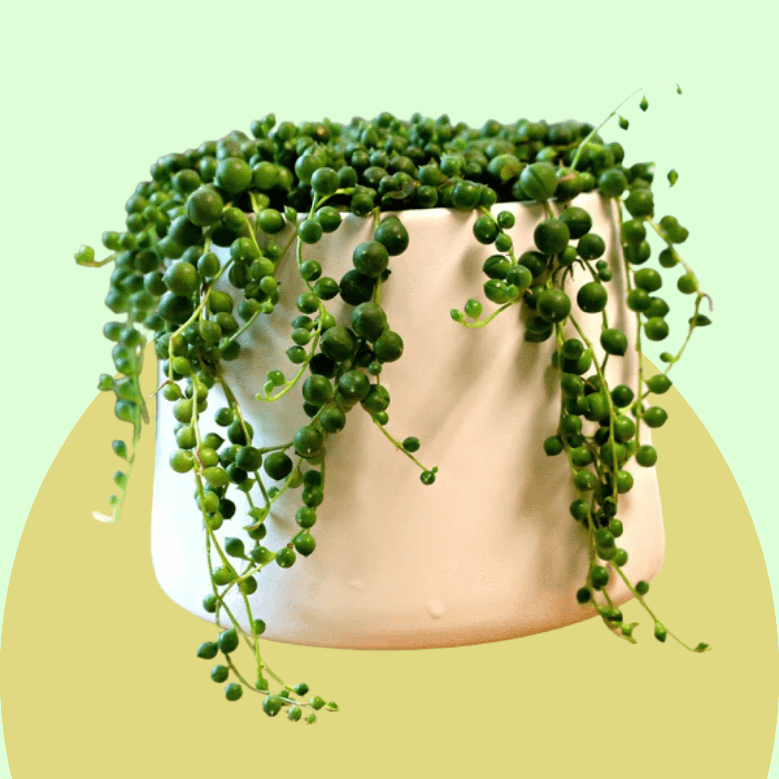 String of Pearls