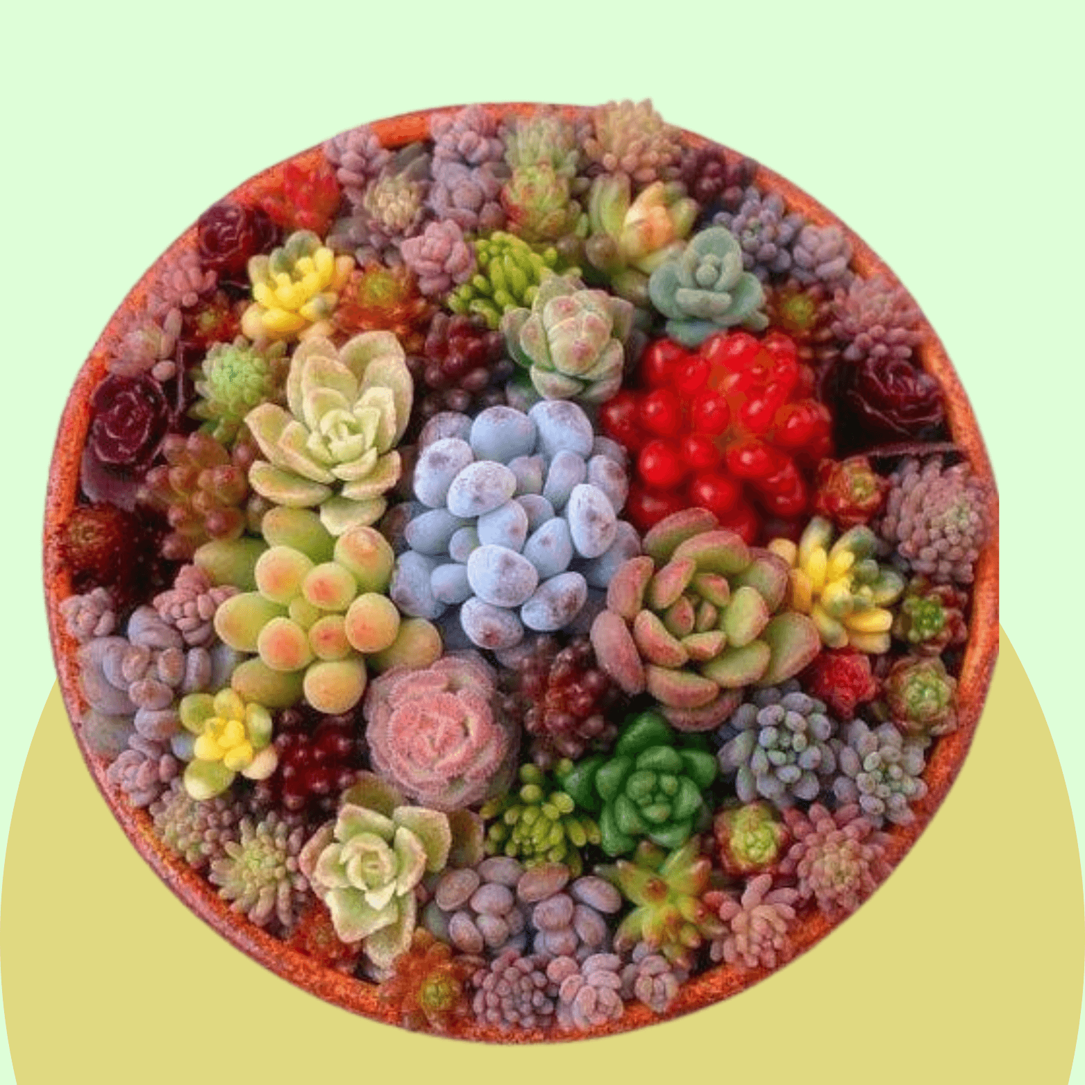 Succulent Mix
