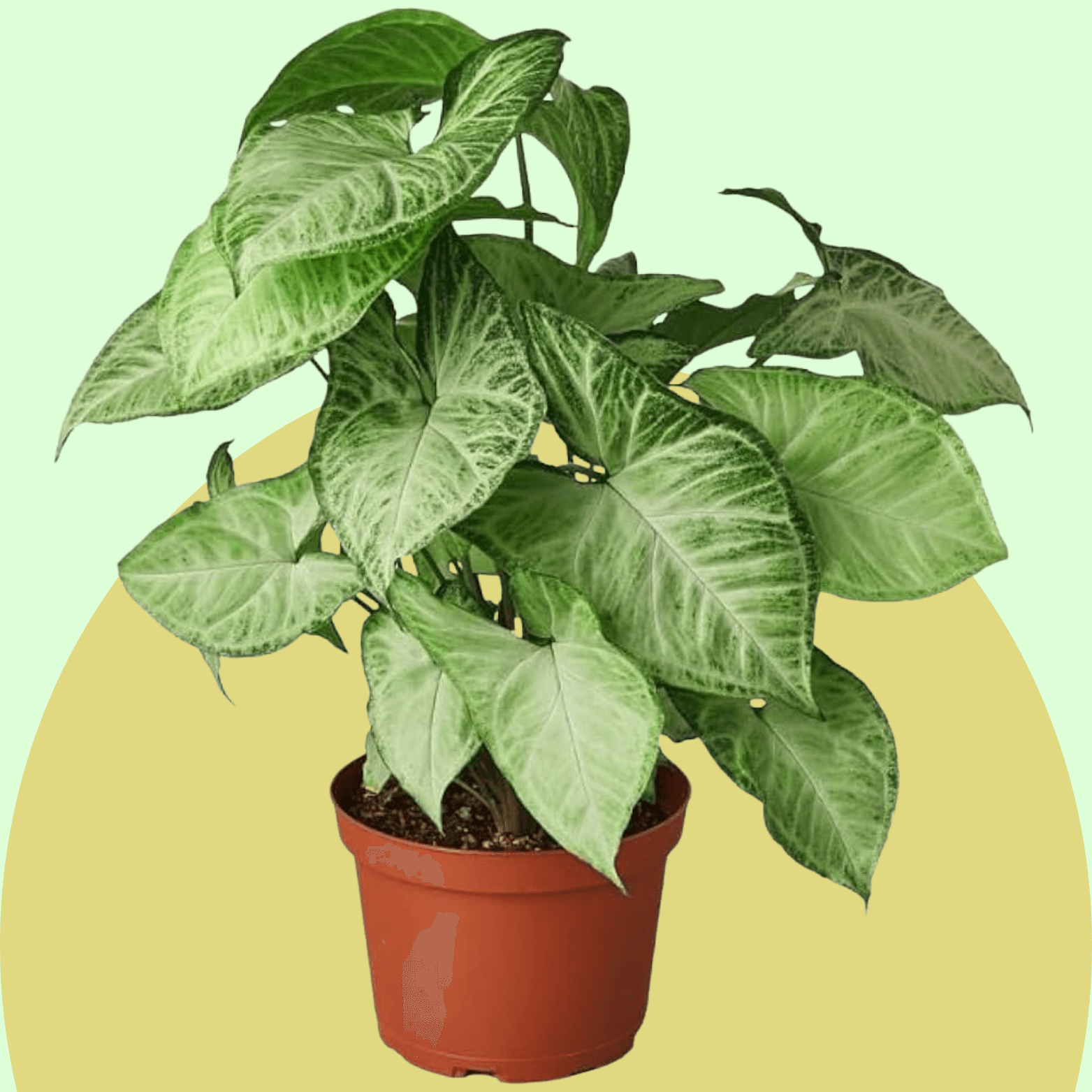 Syngonium