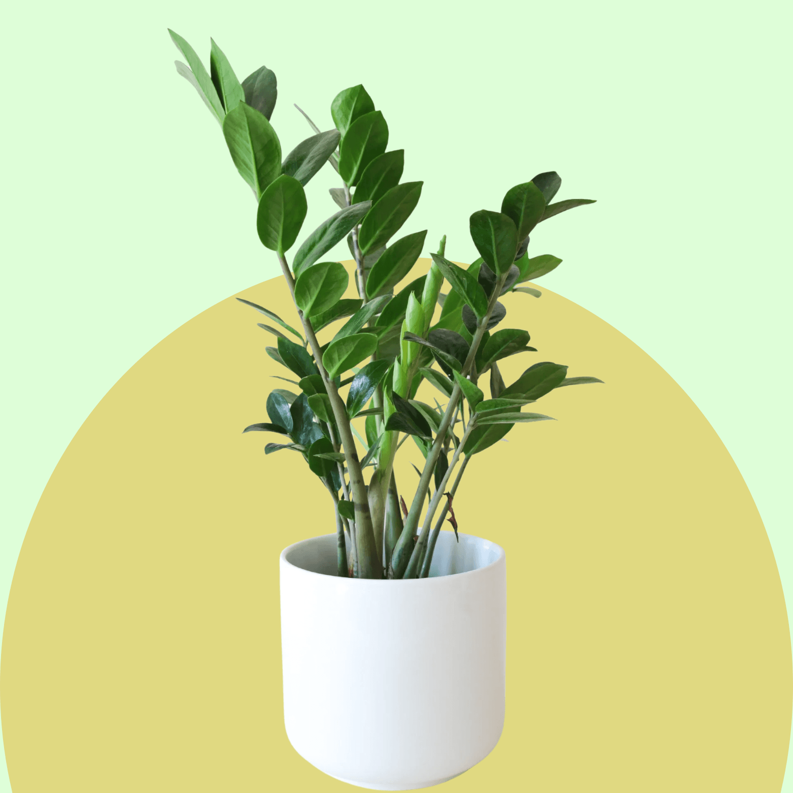ZZ Plant