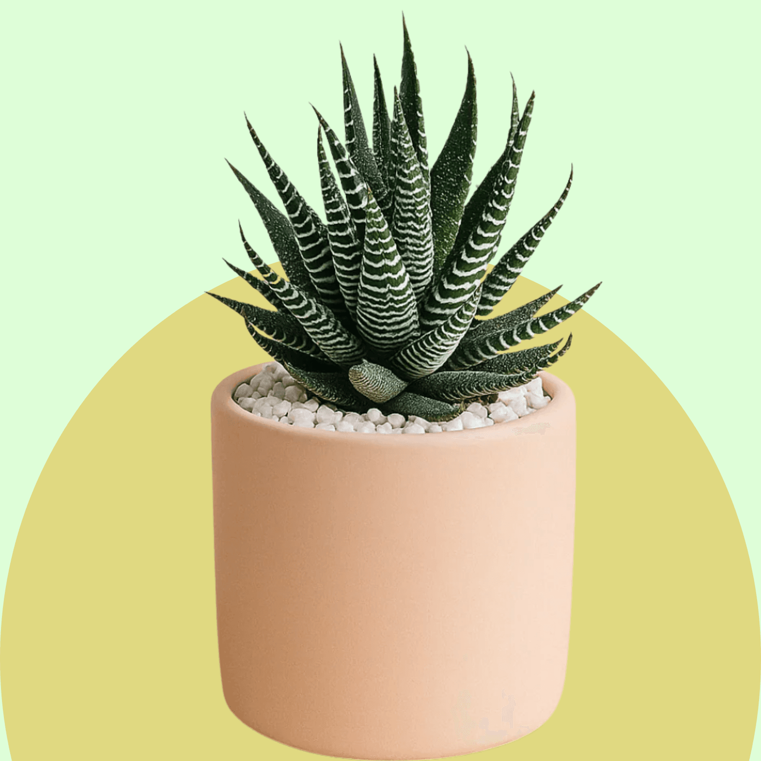Zebra Plant