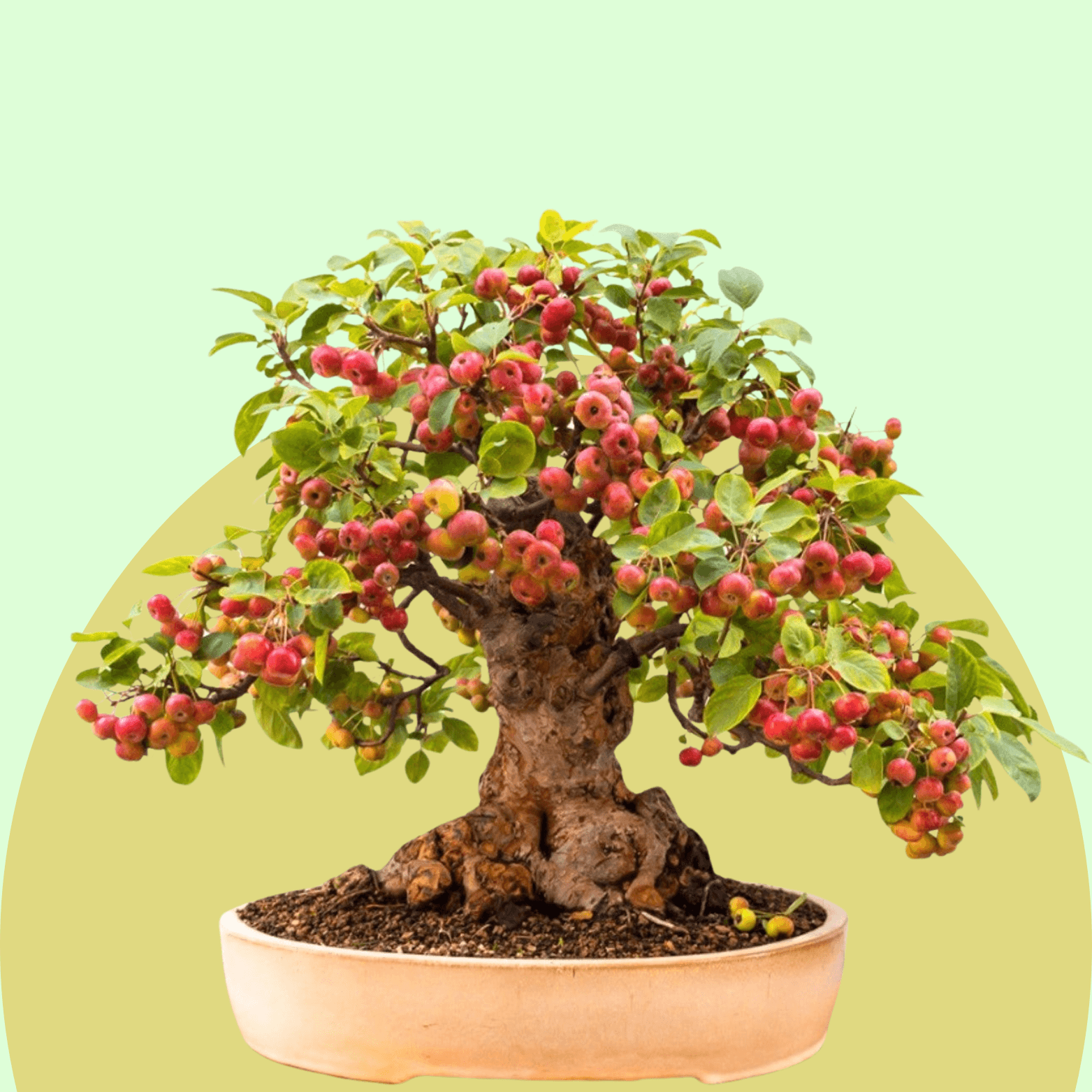 Apple Bonsai