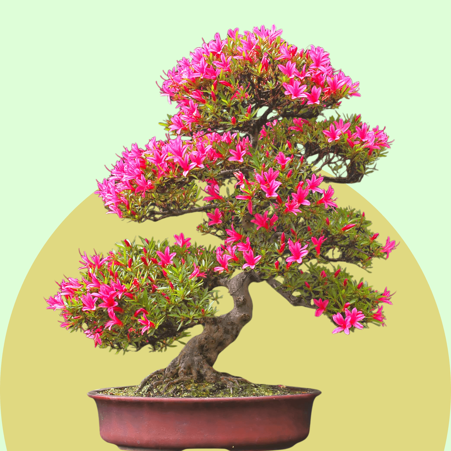 Azalea Bonsai