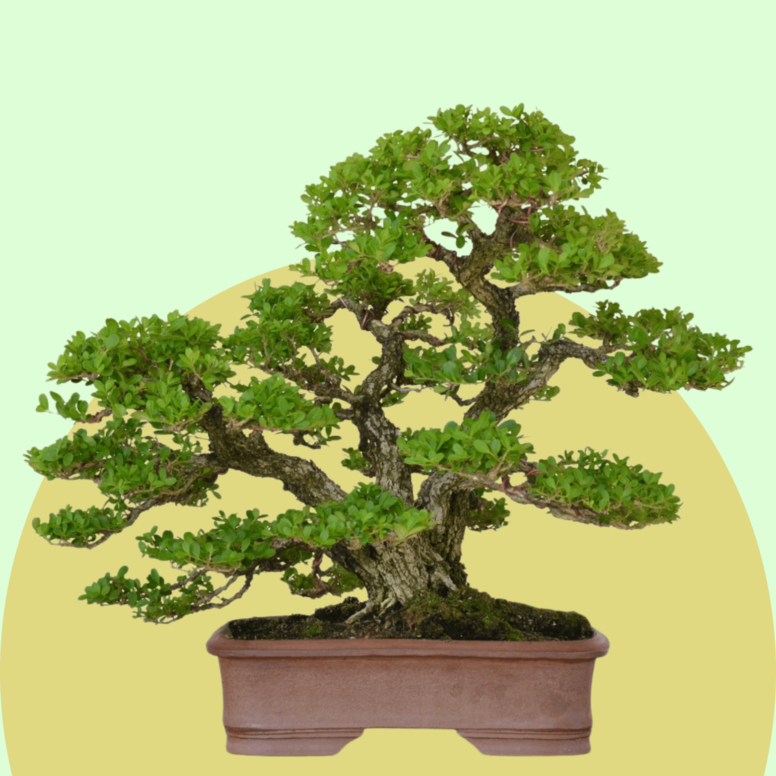 Boxwood Bonsai