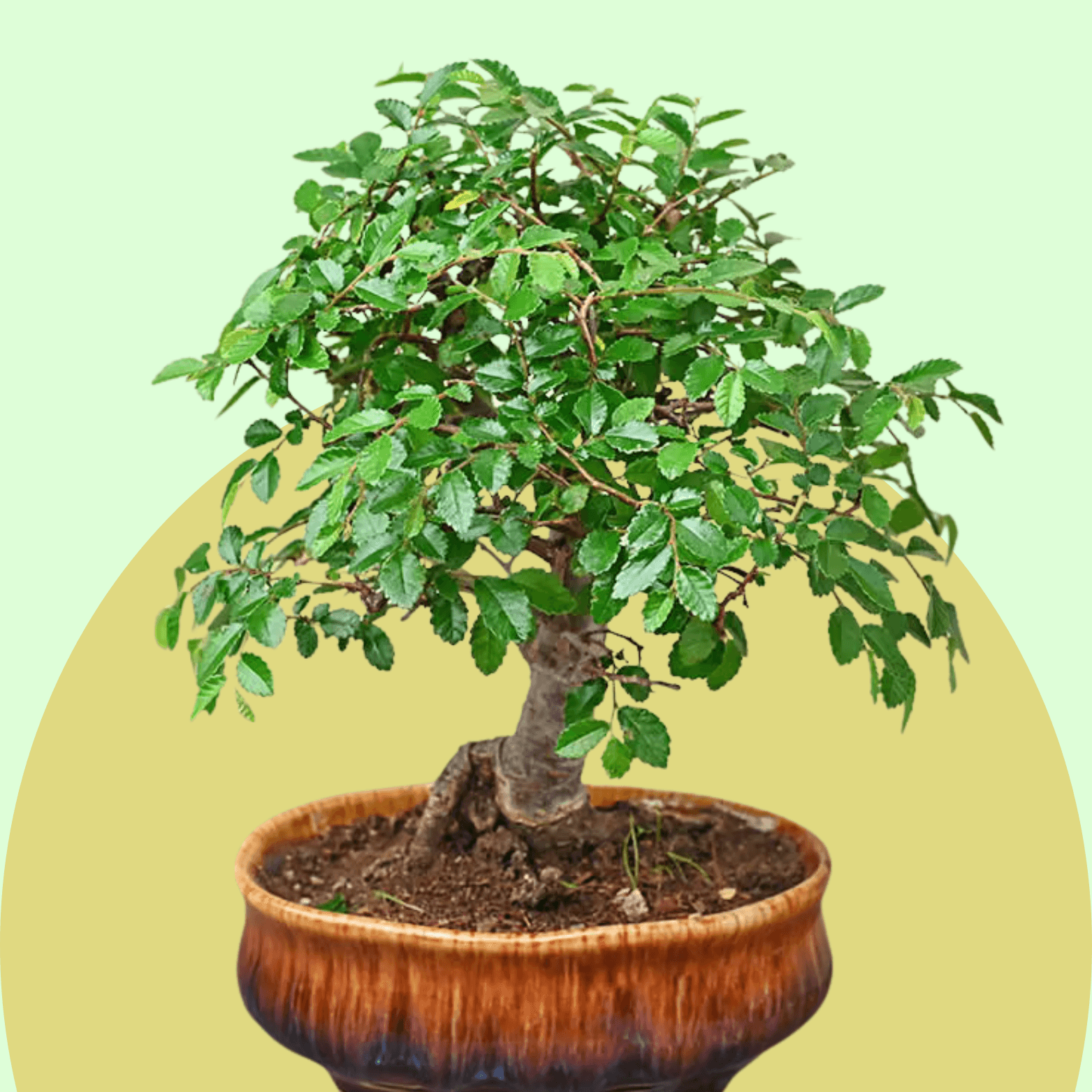 Chinese Elm Bonsai