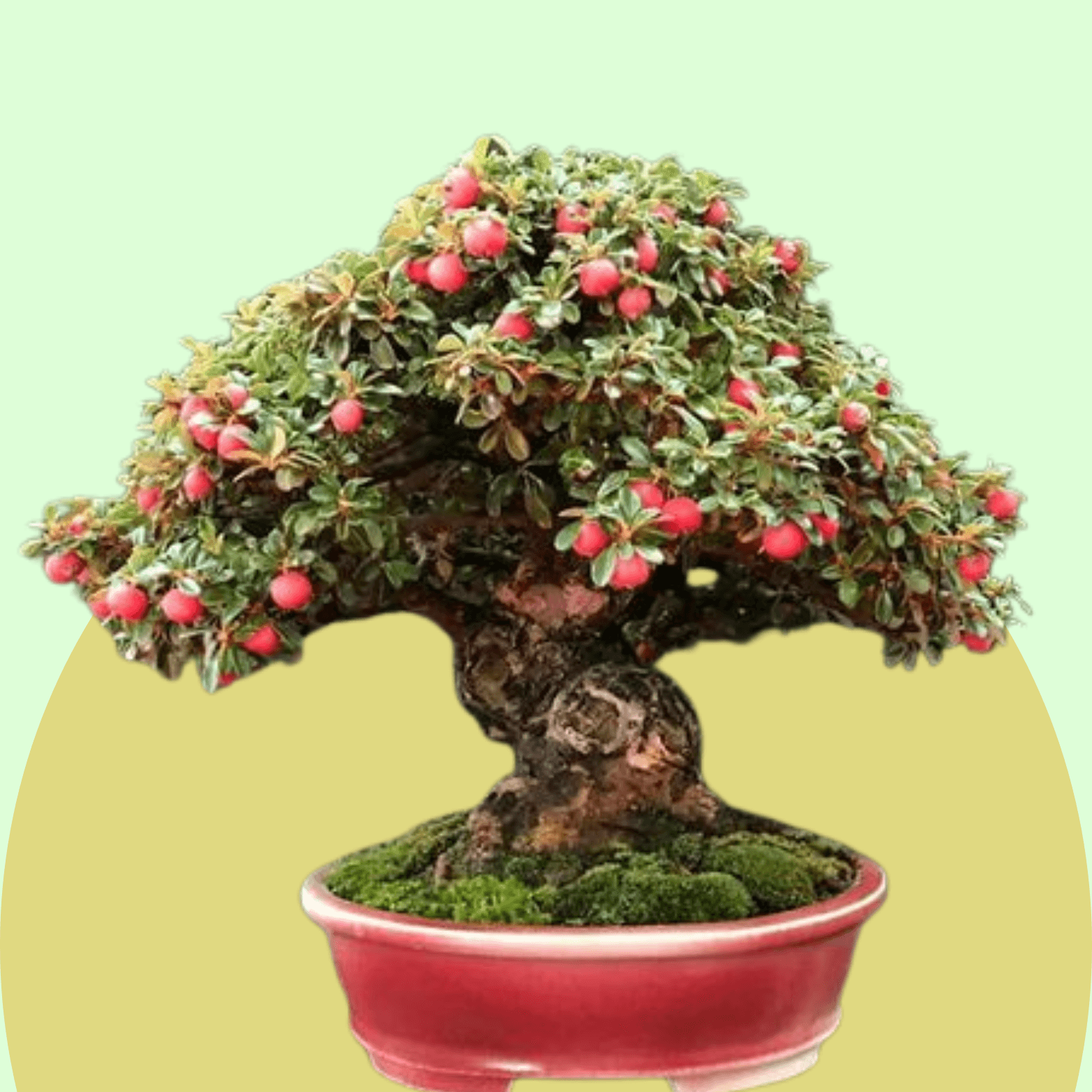 Cotoneaster Bonsai