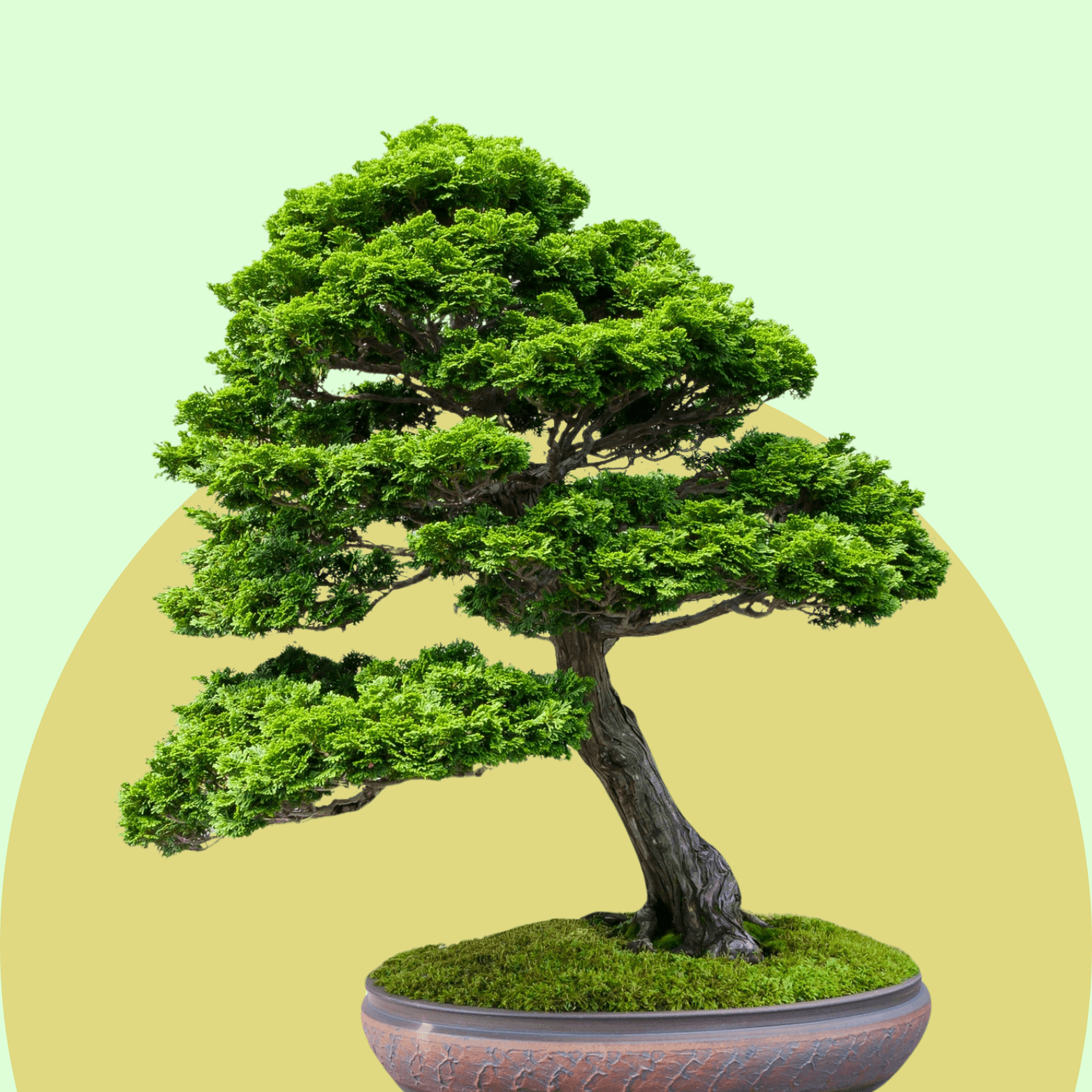 Cypress Bonsai