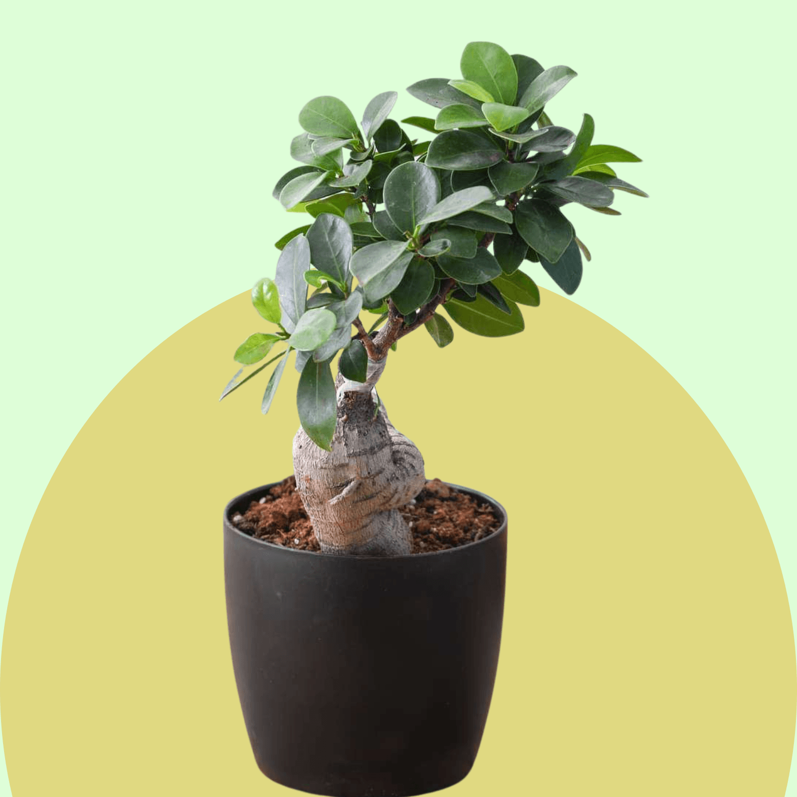 Ficus Bonsai