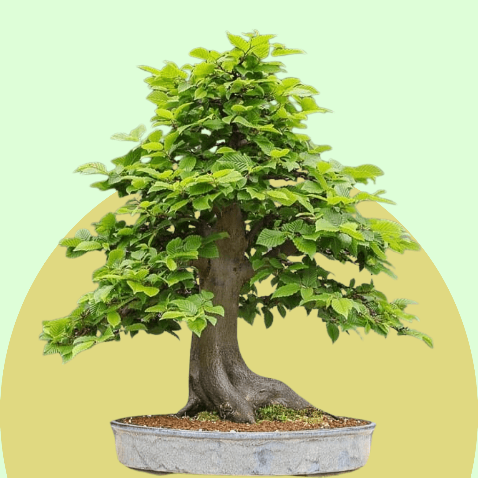 Hornbeam Bonsai