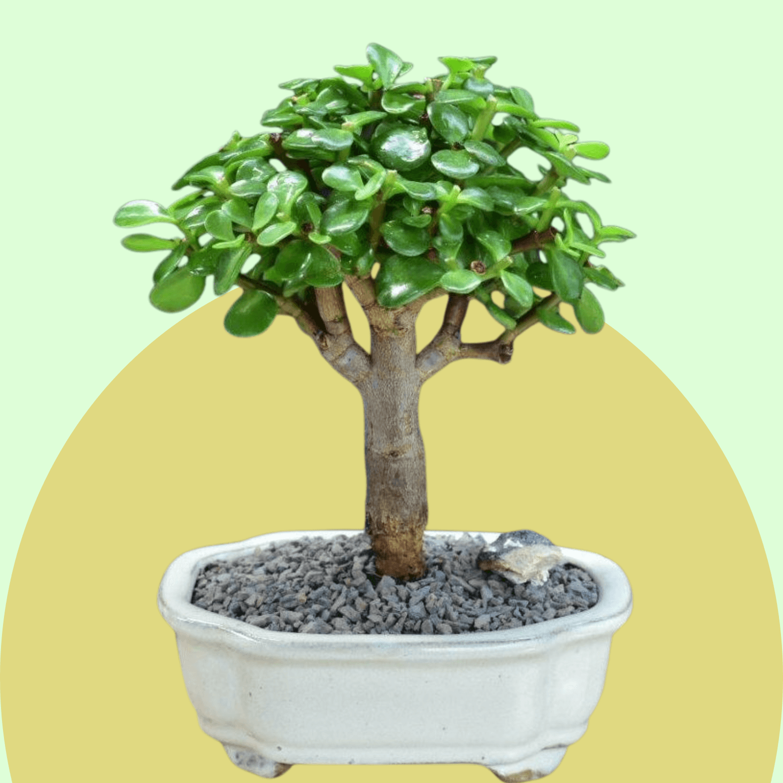 Jade Bonsai