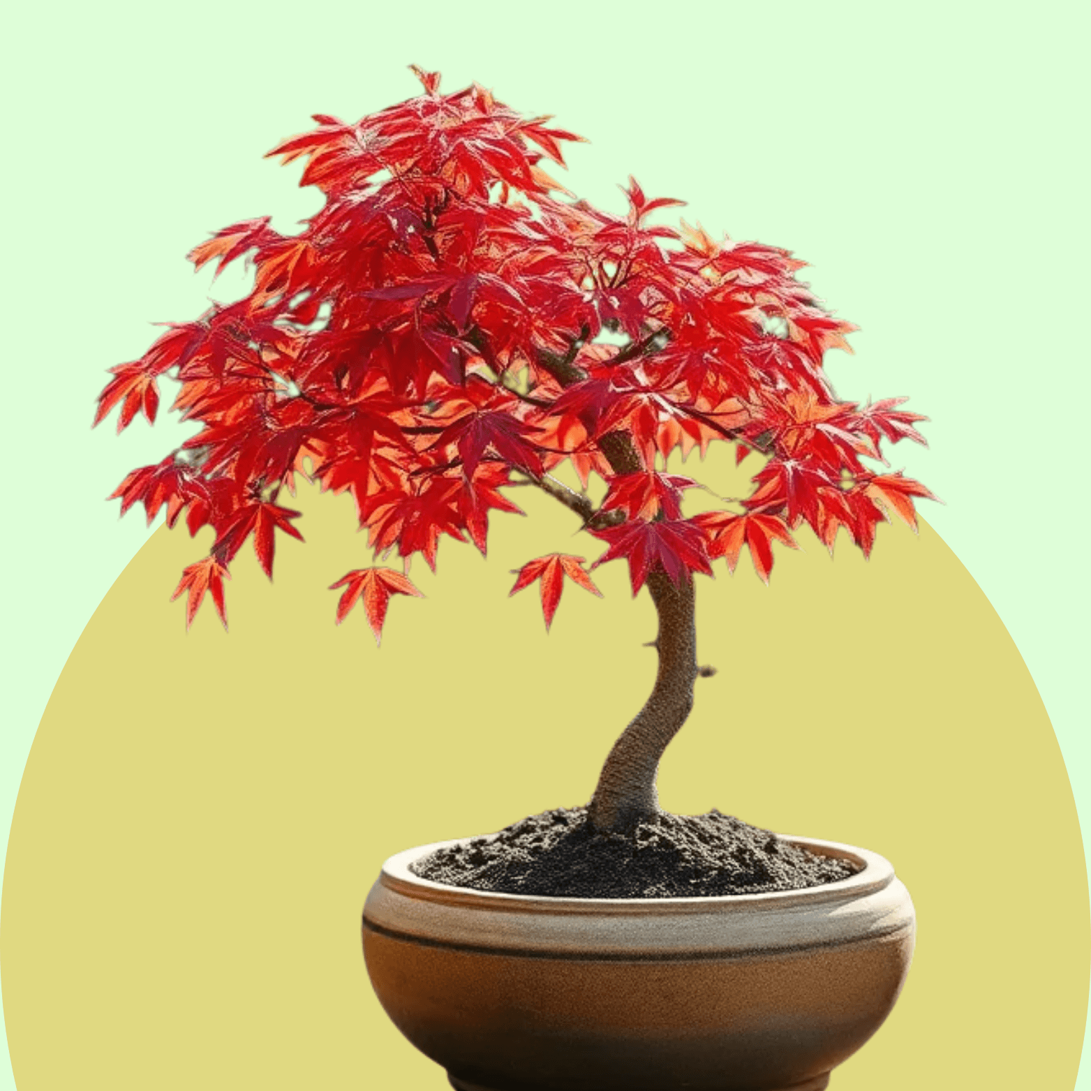 Japanese Maple Bonsai