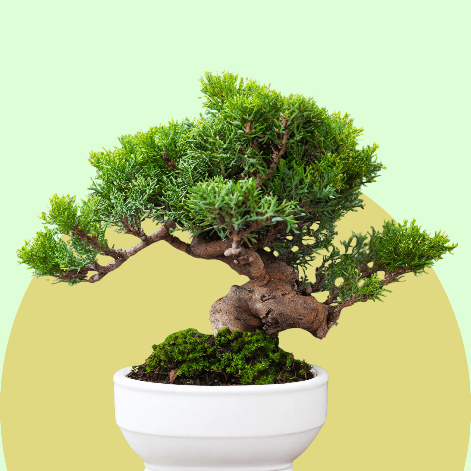 Juniper Bonsai