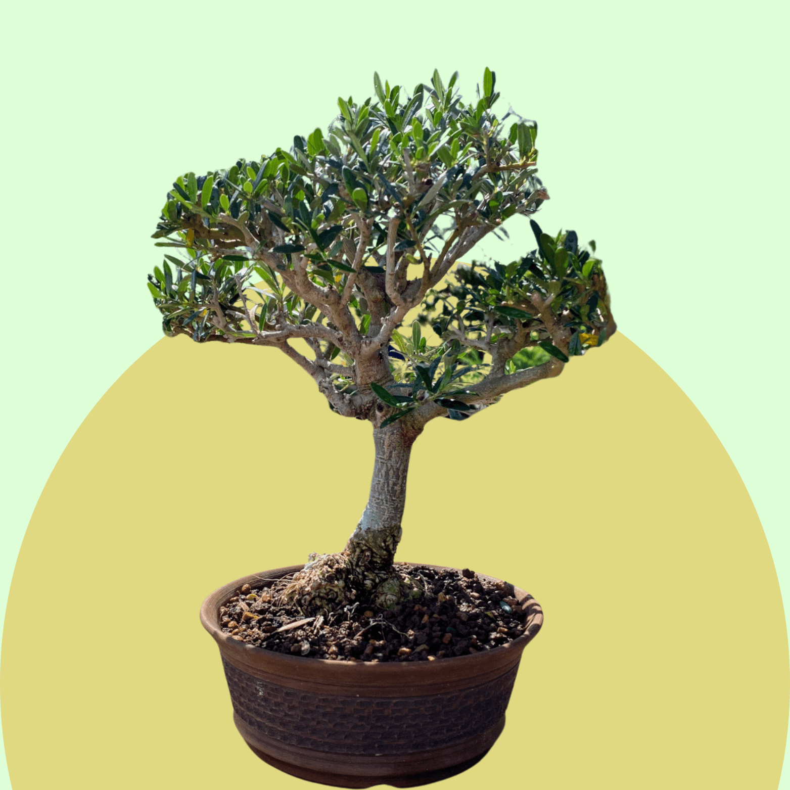 Olive Bonsai