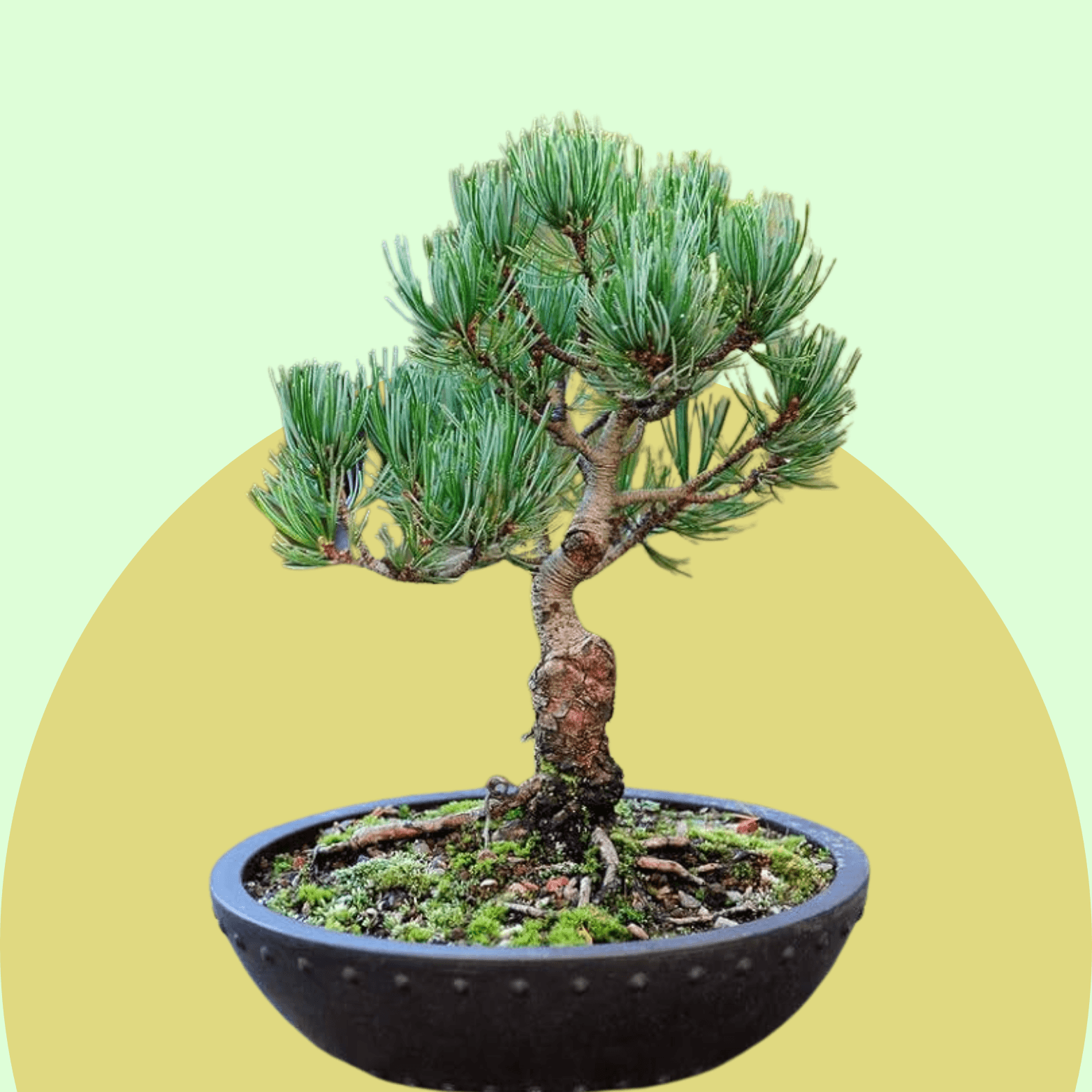 Pine Bonsai