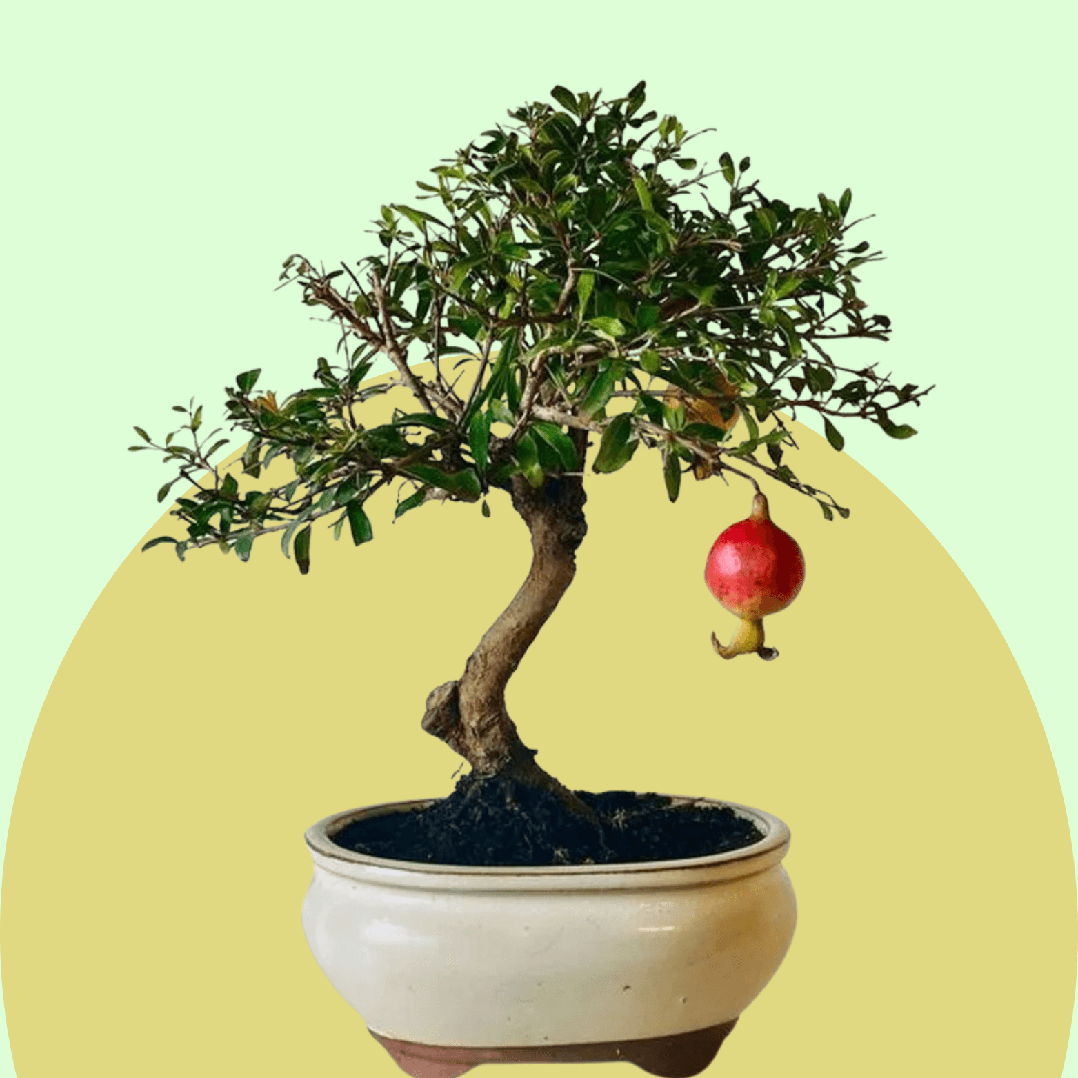 Pomegranate Bonsai