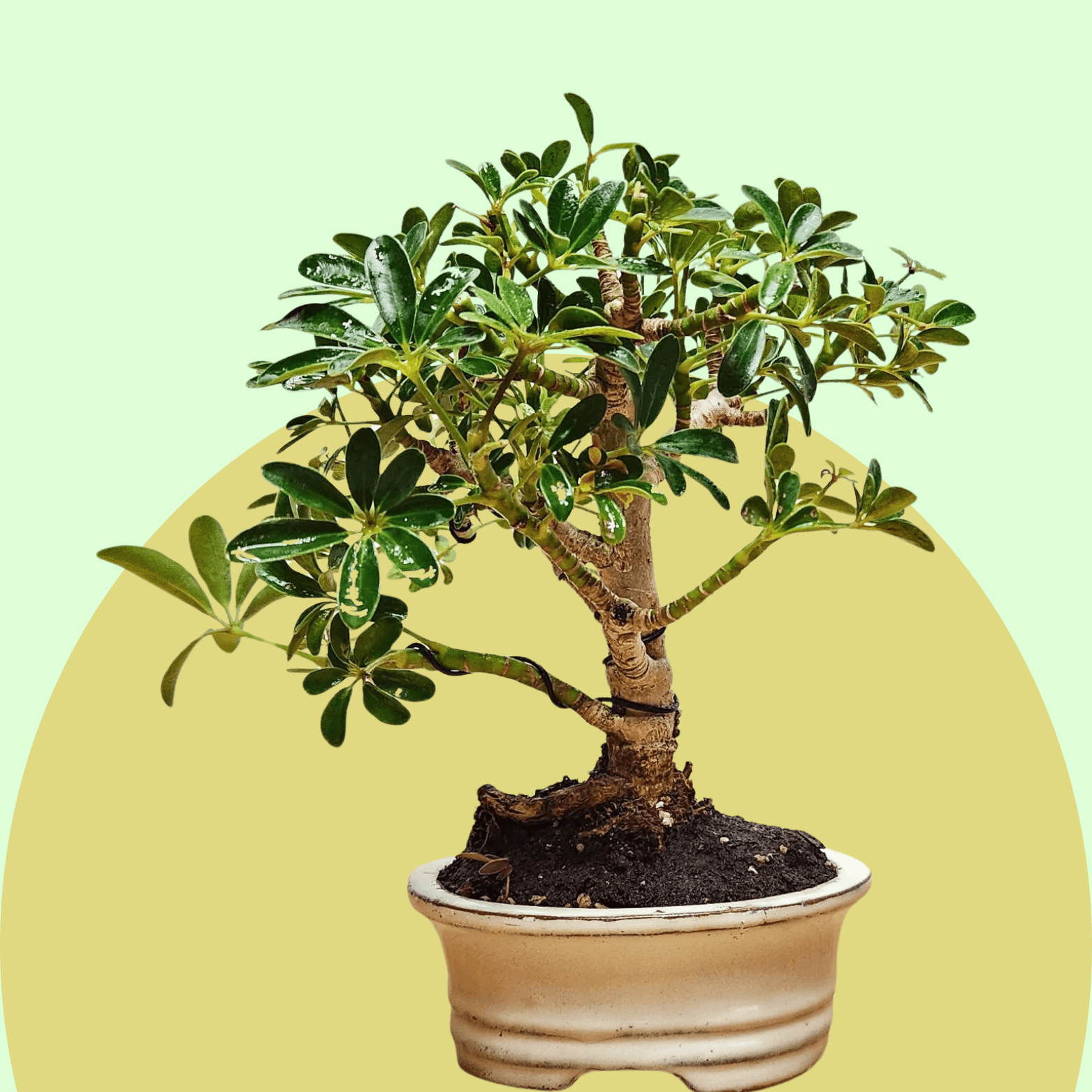 Schefflera Bonsai