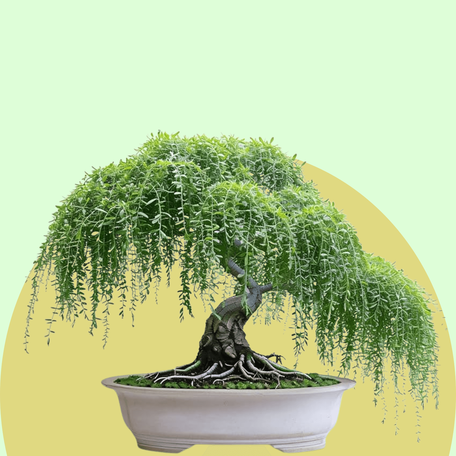 Willow Bonsai