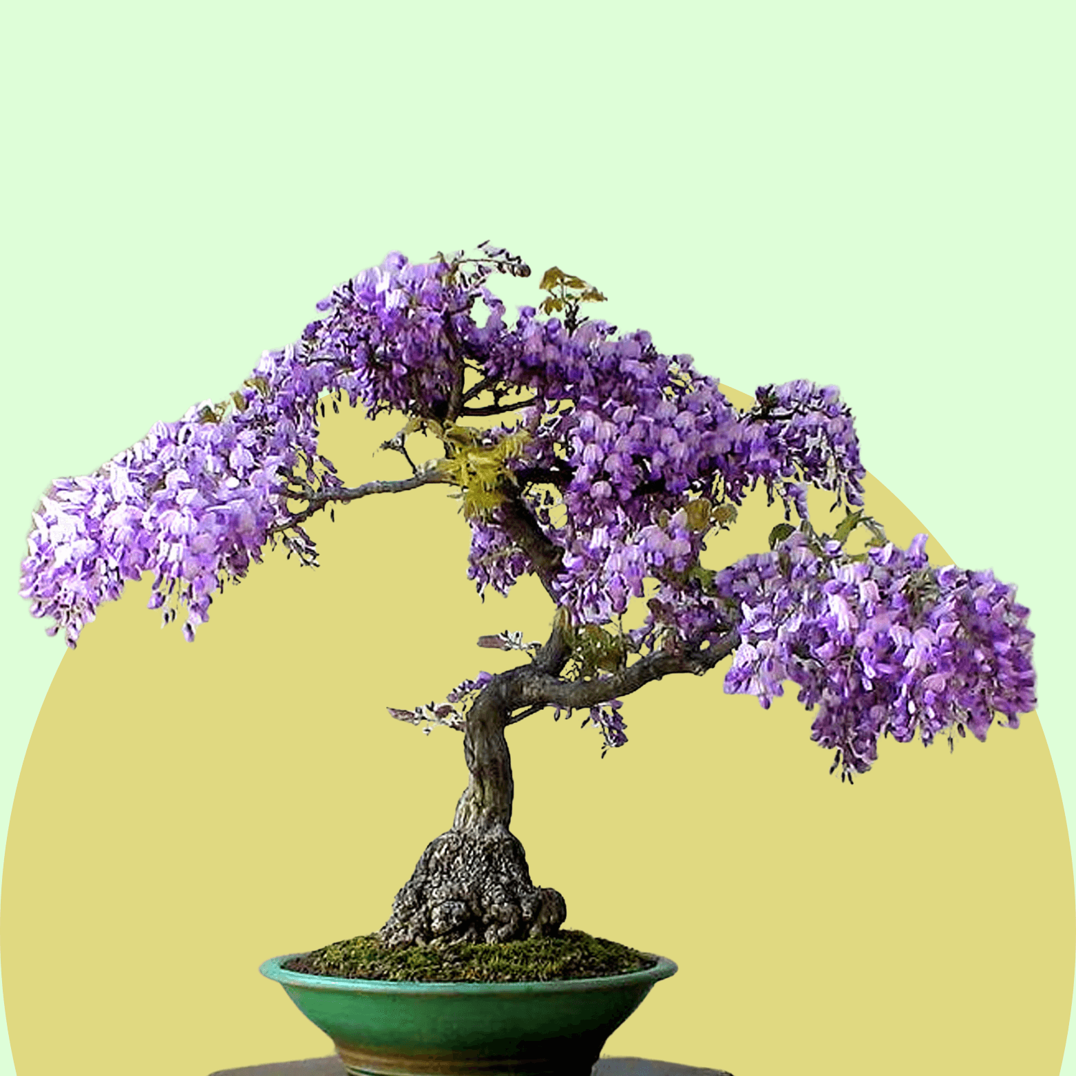 Wisteria Bonsai