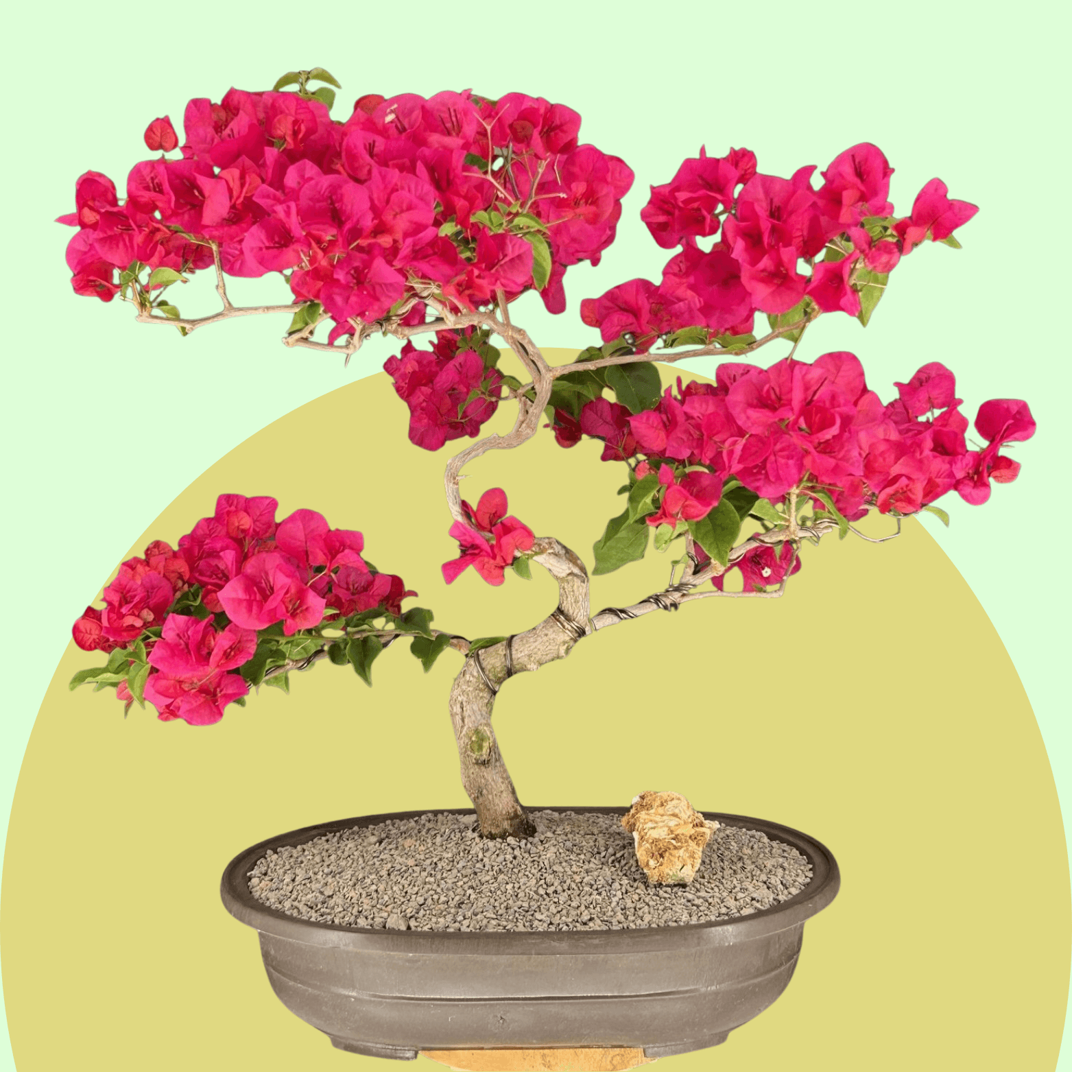 Collector Plants Bonsai