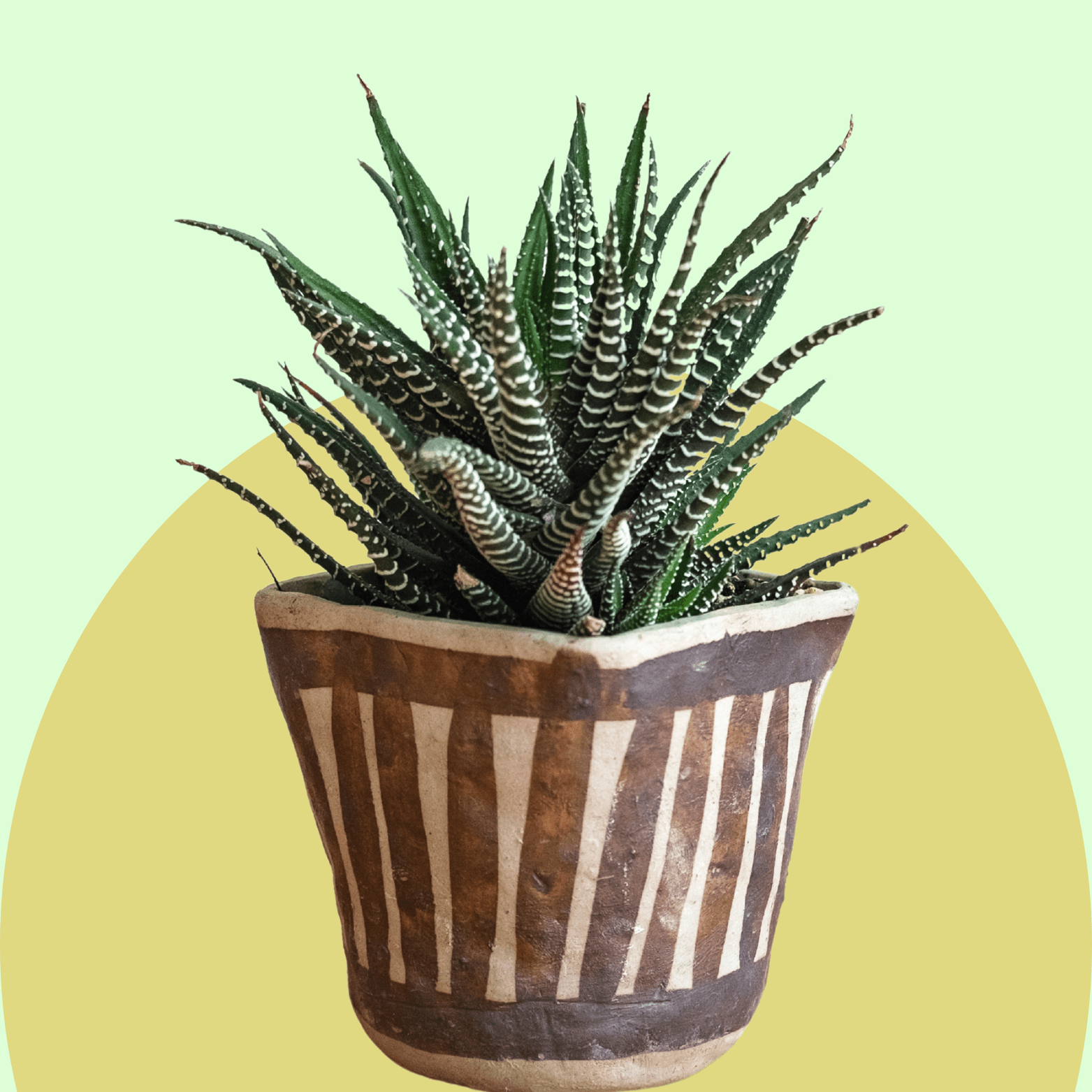 Easy Care Plants