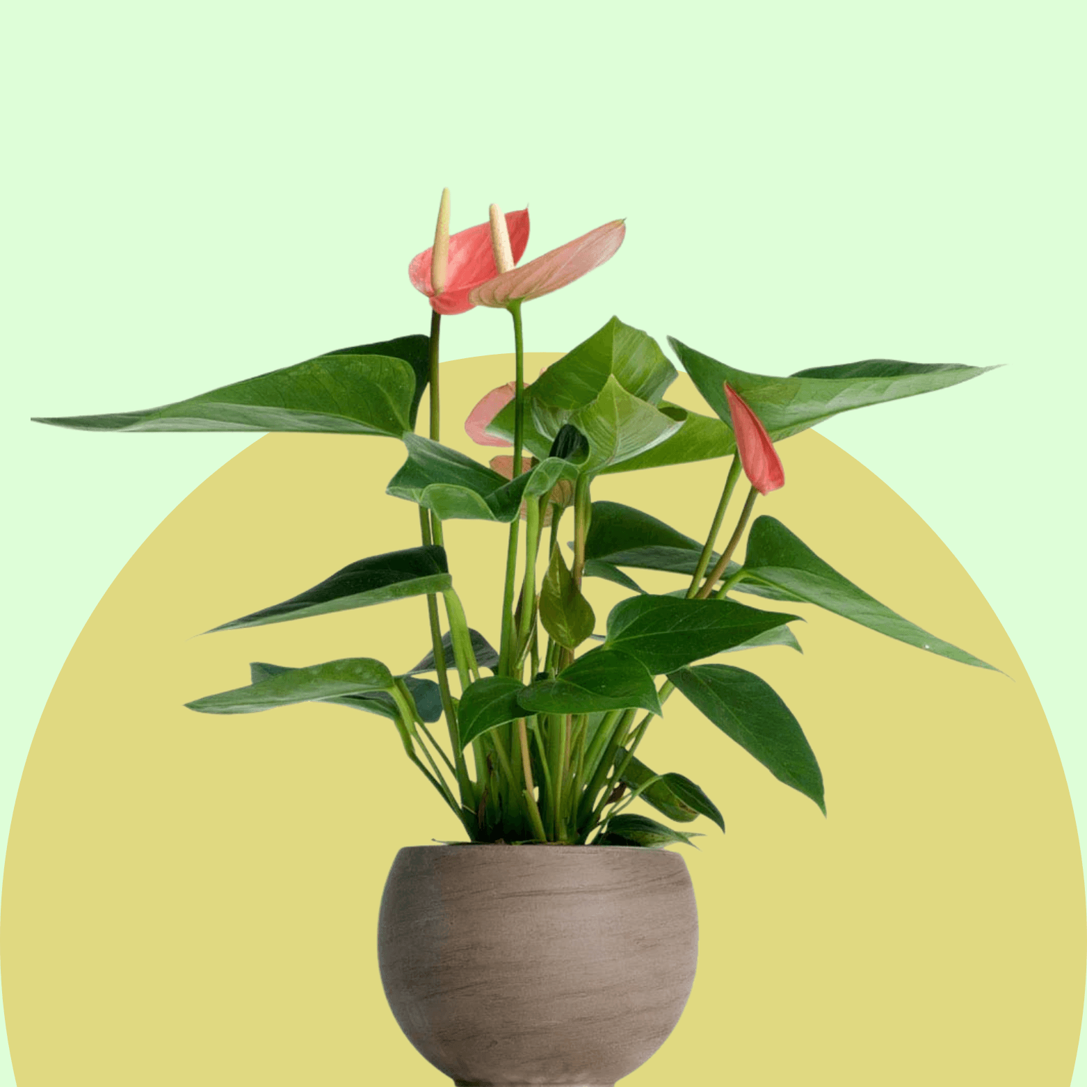 Flowering Plants